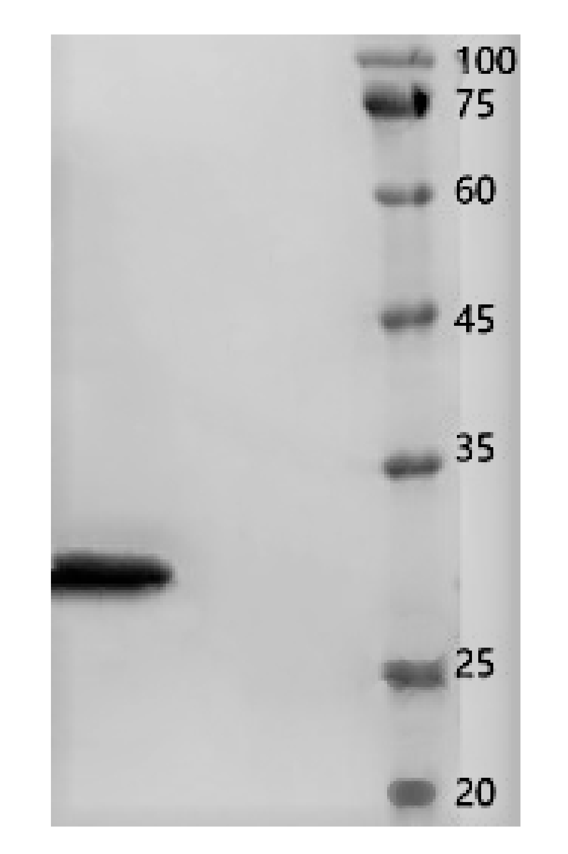 Molecules 26 01863 g003