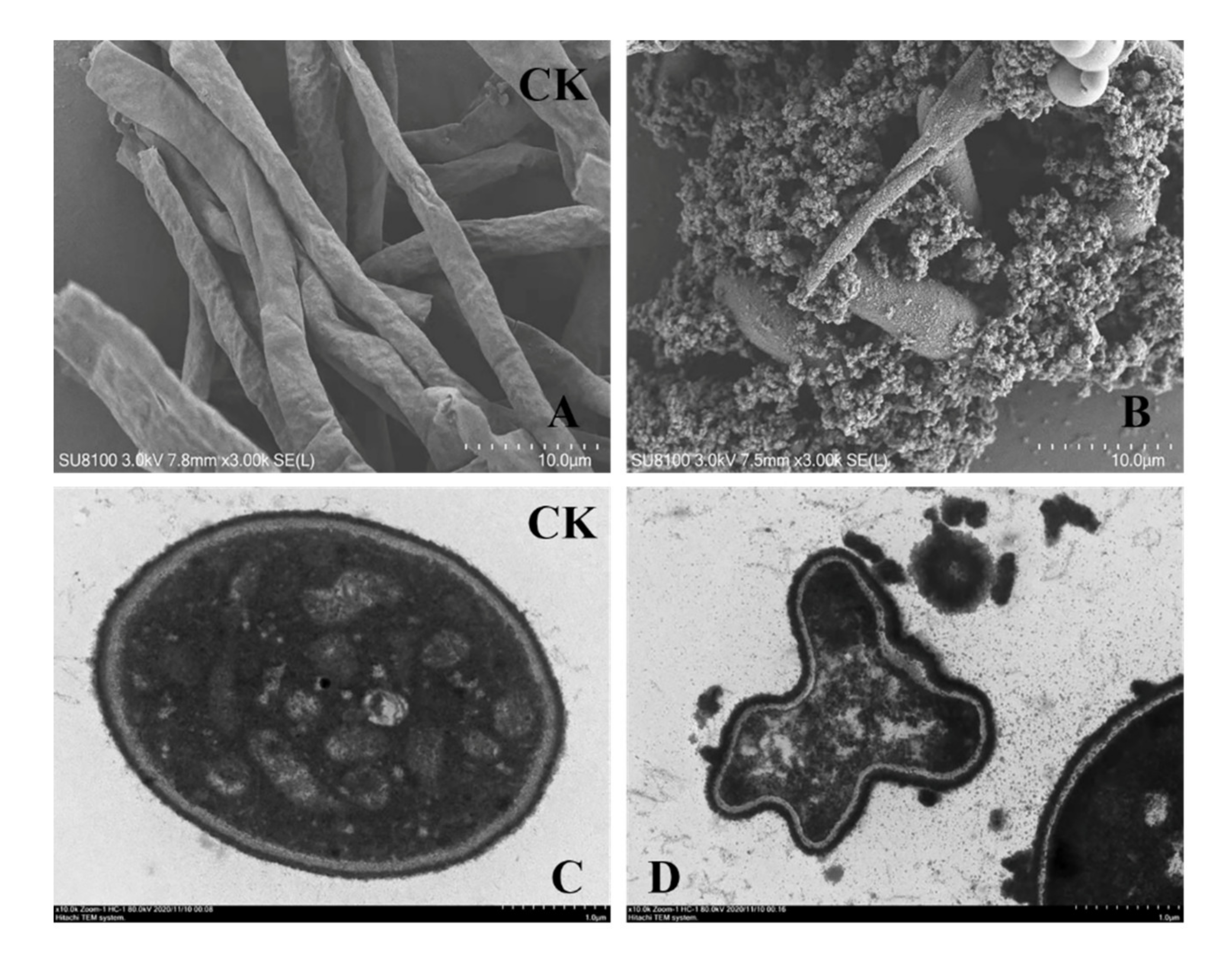Molecules 26 01863 g006