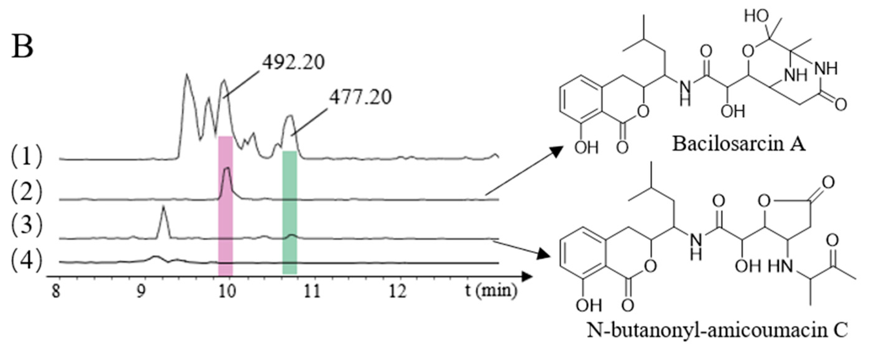 Molecules Free Full Text Genome Mining Heterologous Expression Antibacterial And Antioxidant Activities Of Lipoamides And Amicoumacins From Compost Associated Bacillus Subtilis Fmb60 Html