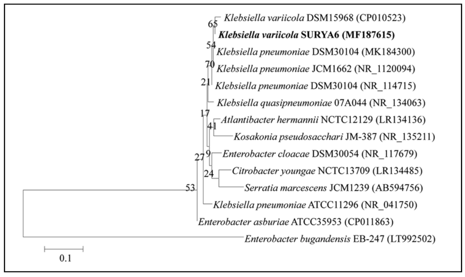 Molecules 26 01894 g005 Molecules 26 01894 g005
