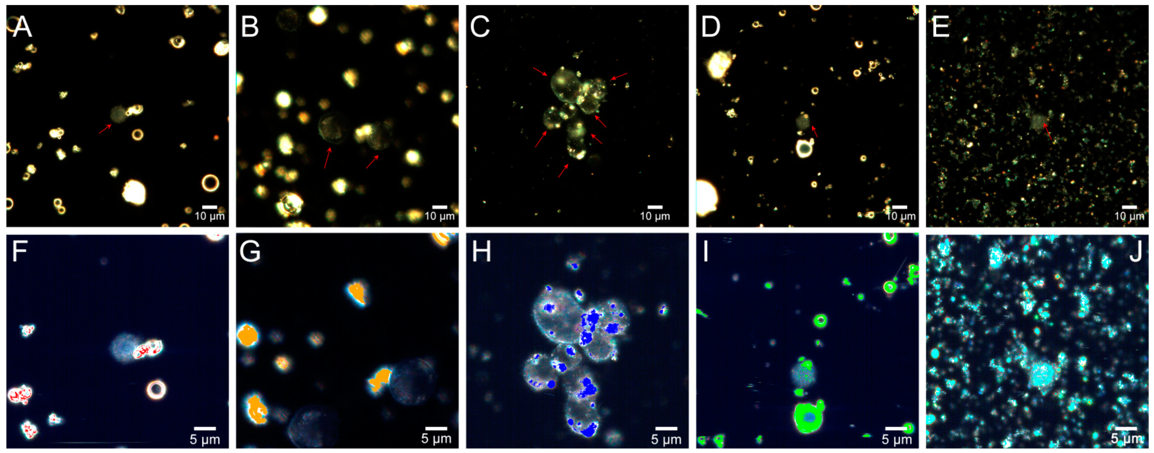 Molecules 26 01926 g008 Molecules 26 01926 g008