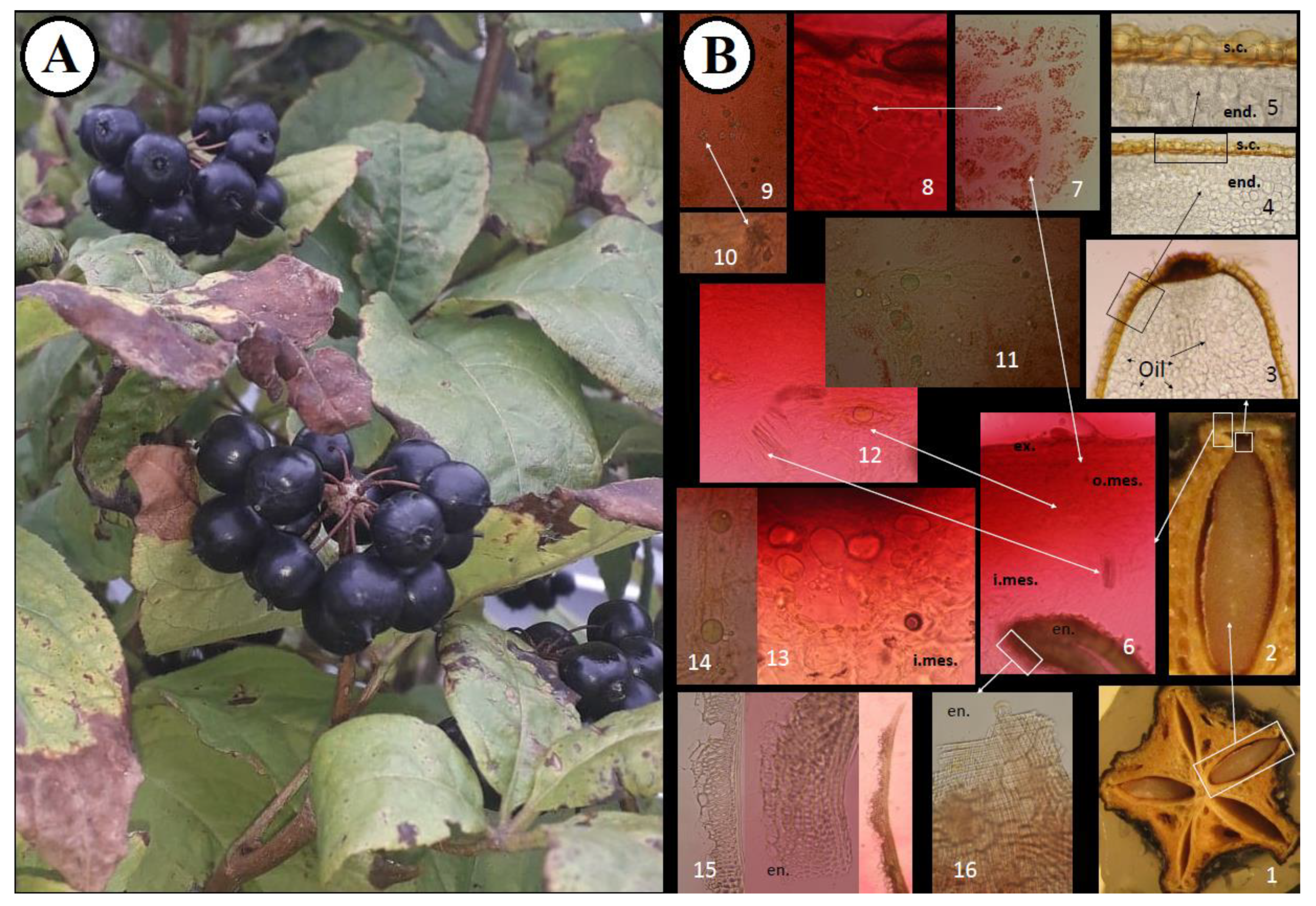 Molecules 26 01969 g002