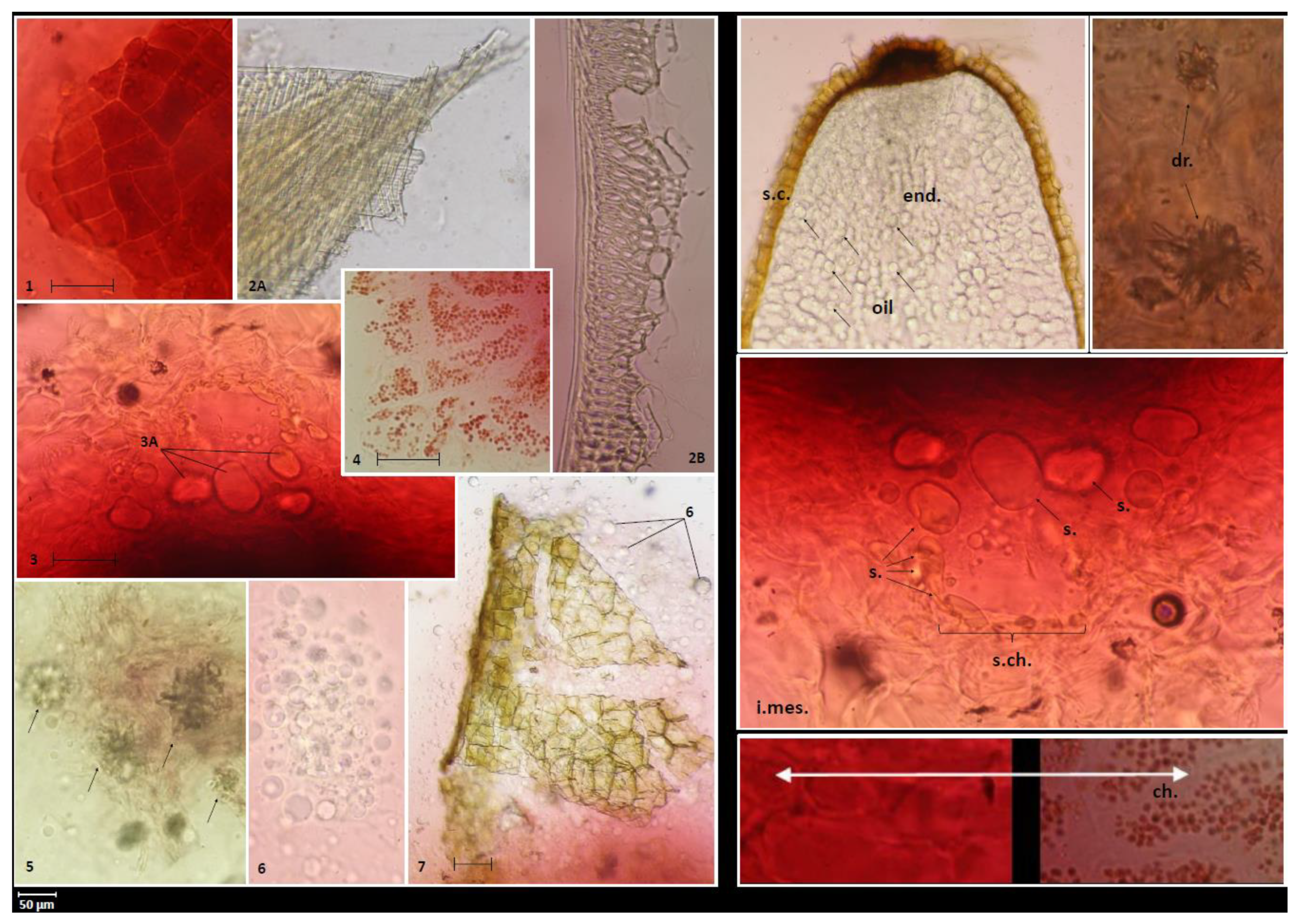 Molecules 26 01969 g003