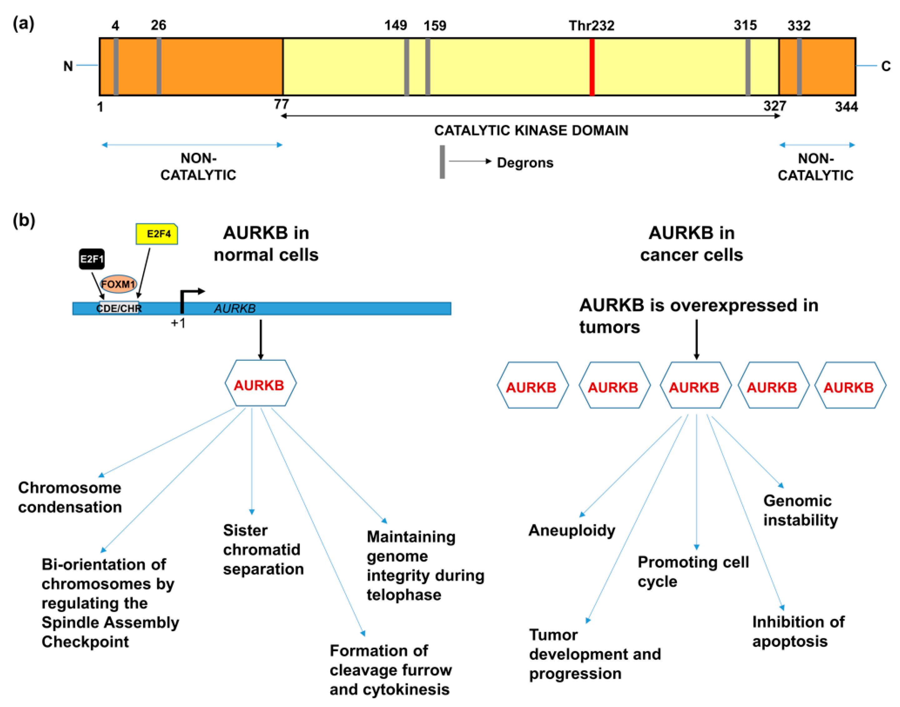 Intracellular infection by symbiotic bacteria requires the mitotic kinase  AURORA1