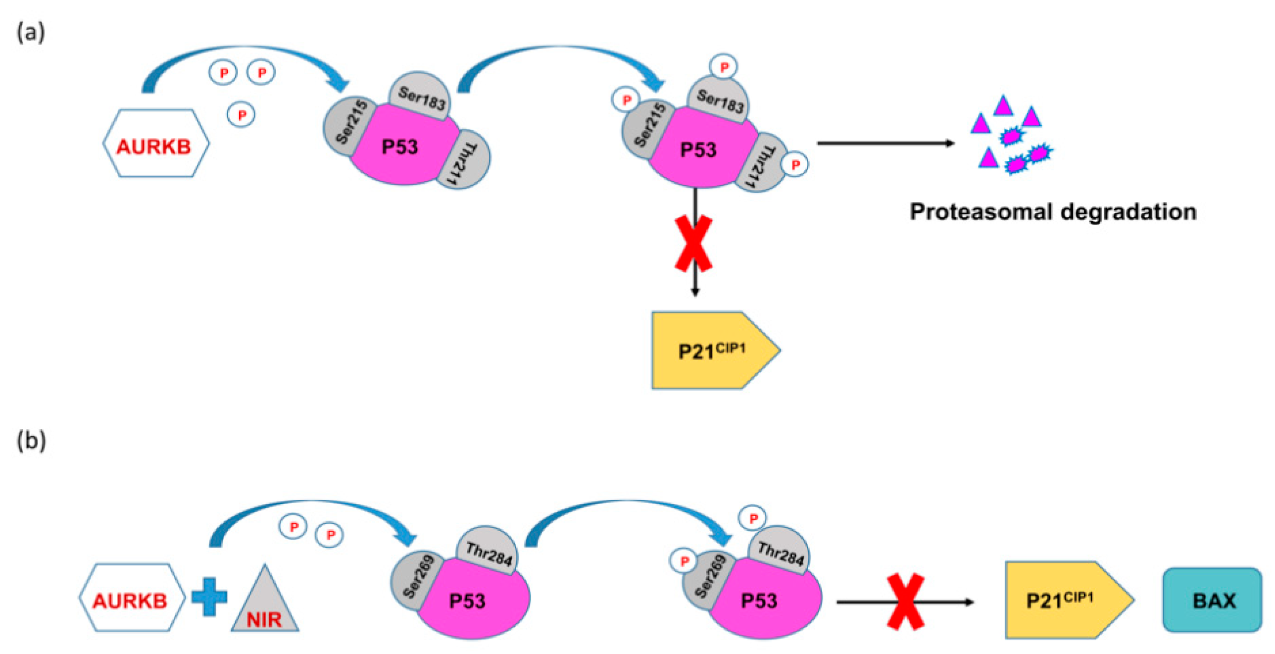 Molecules Free Full Text Aurora Kinase B Inhibition A Potential Therapeutic Strategy For Cancer Html