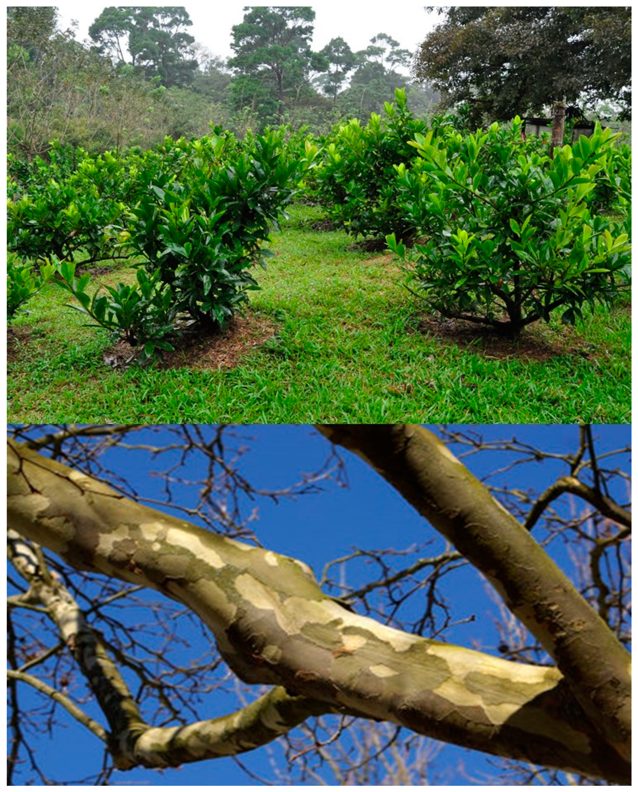 Molecules 26 02049 g002