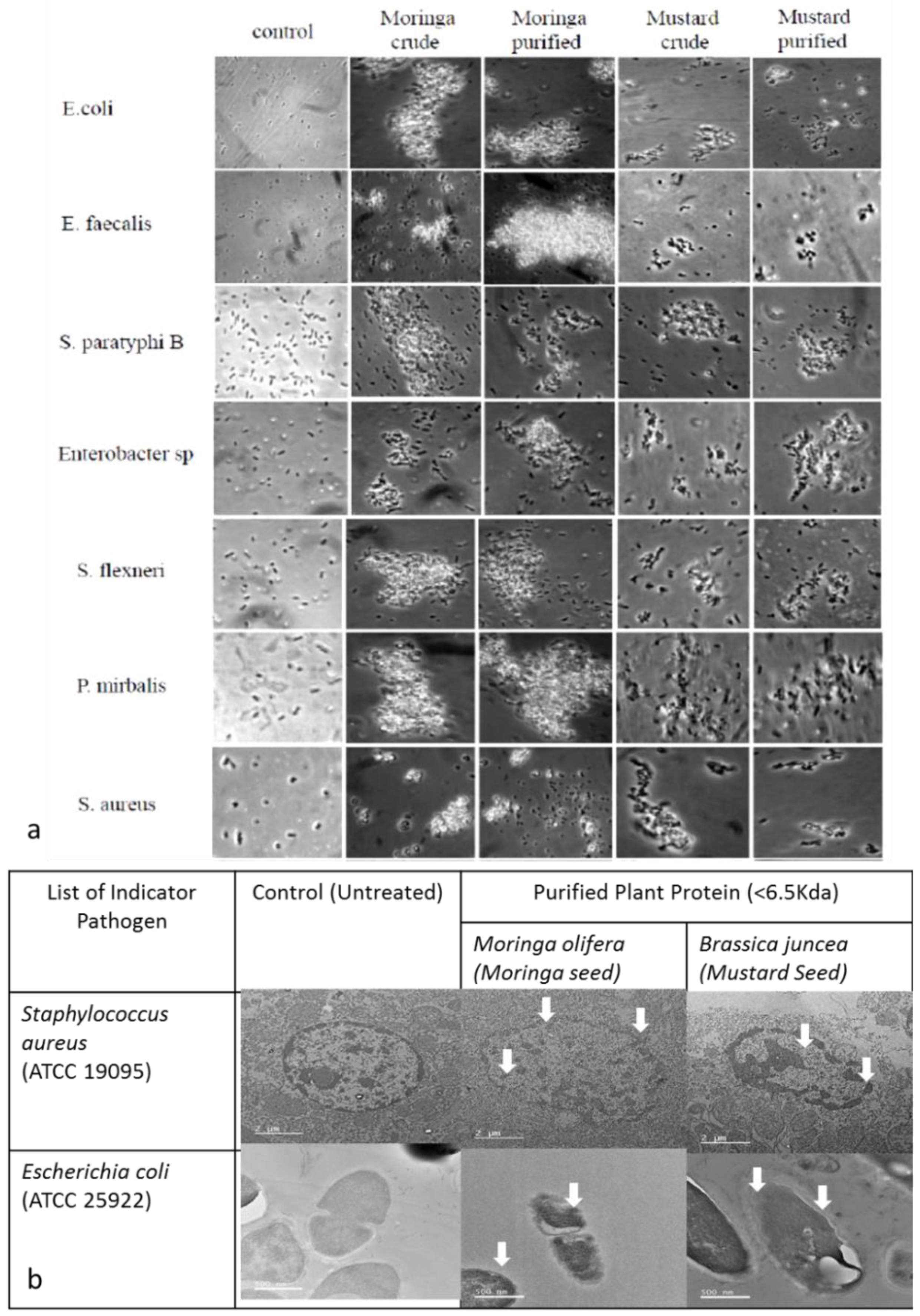 Molecules 26 02080 g002 Molecules 26 02080 g002