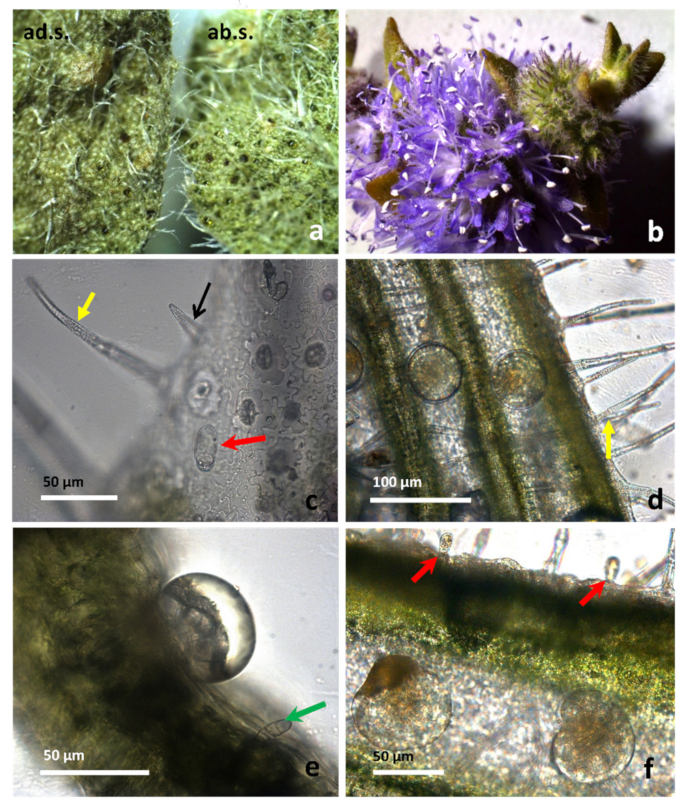 Molecules 26 02154 g002 Molecules 26 02154 g002