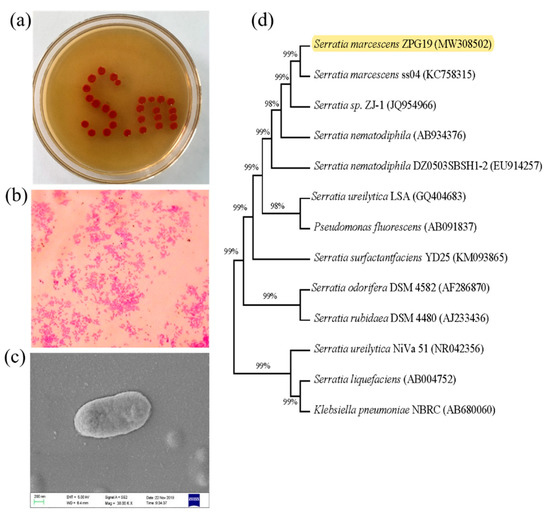 Molecules Free Full Text Prodigiosin Of Serratia Marcescens Zpg19 Alters The Gut Microbiota Composition Of Kunming Mice Html