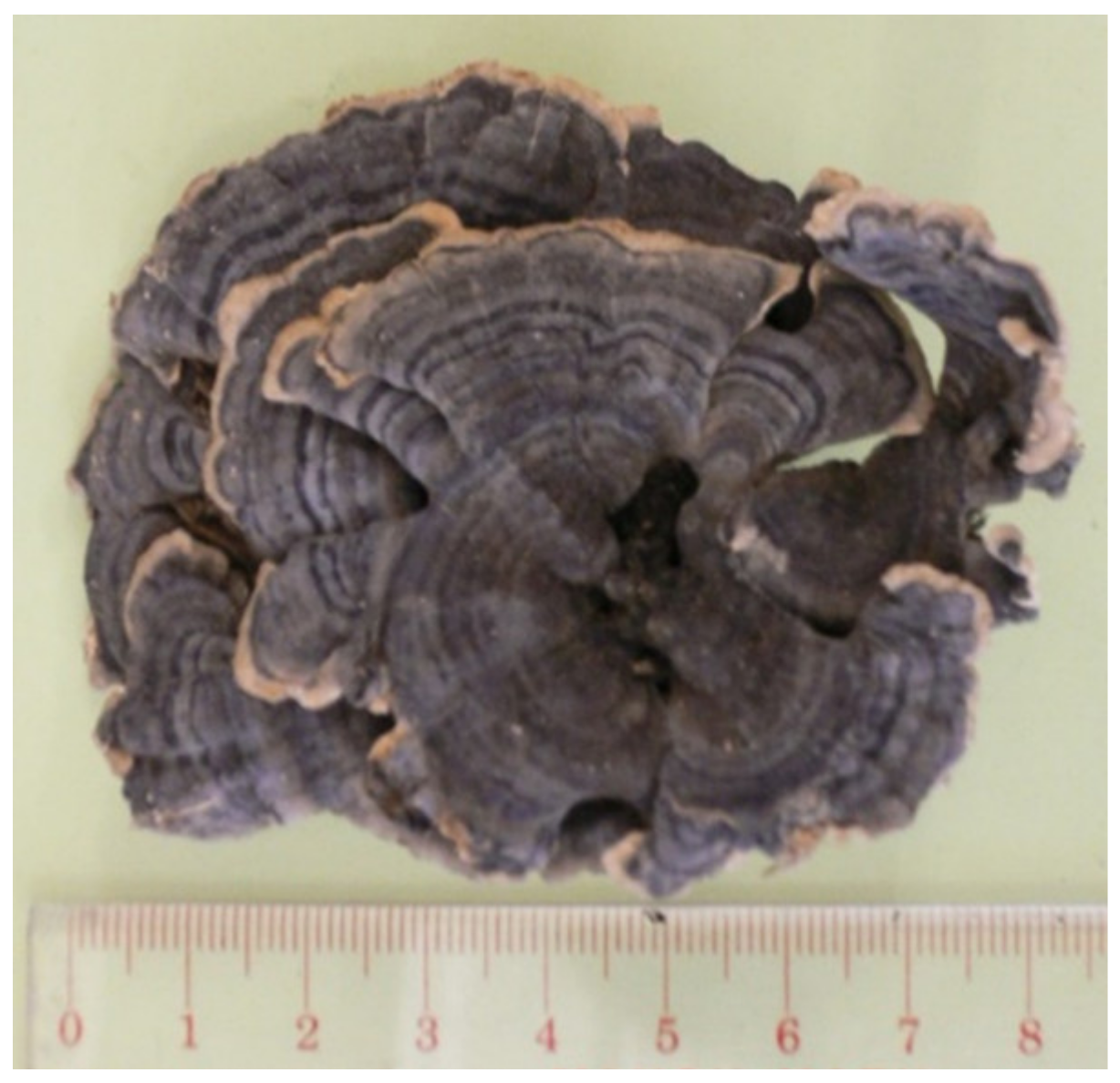 Molecules 26 02173 g001