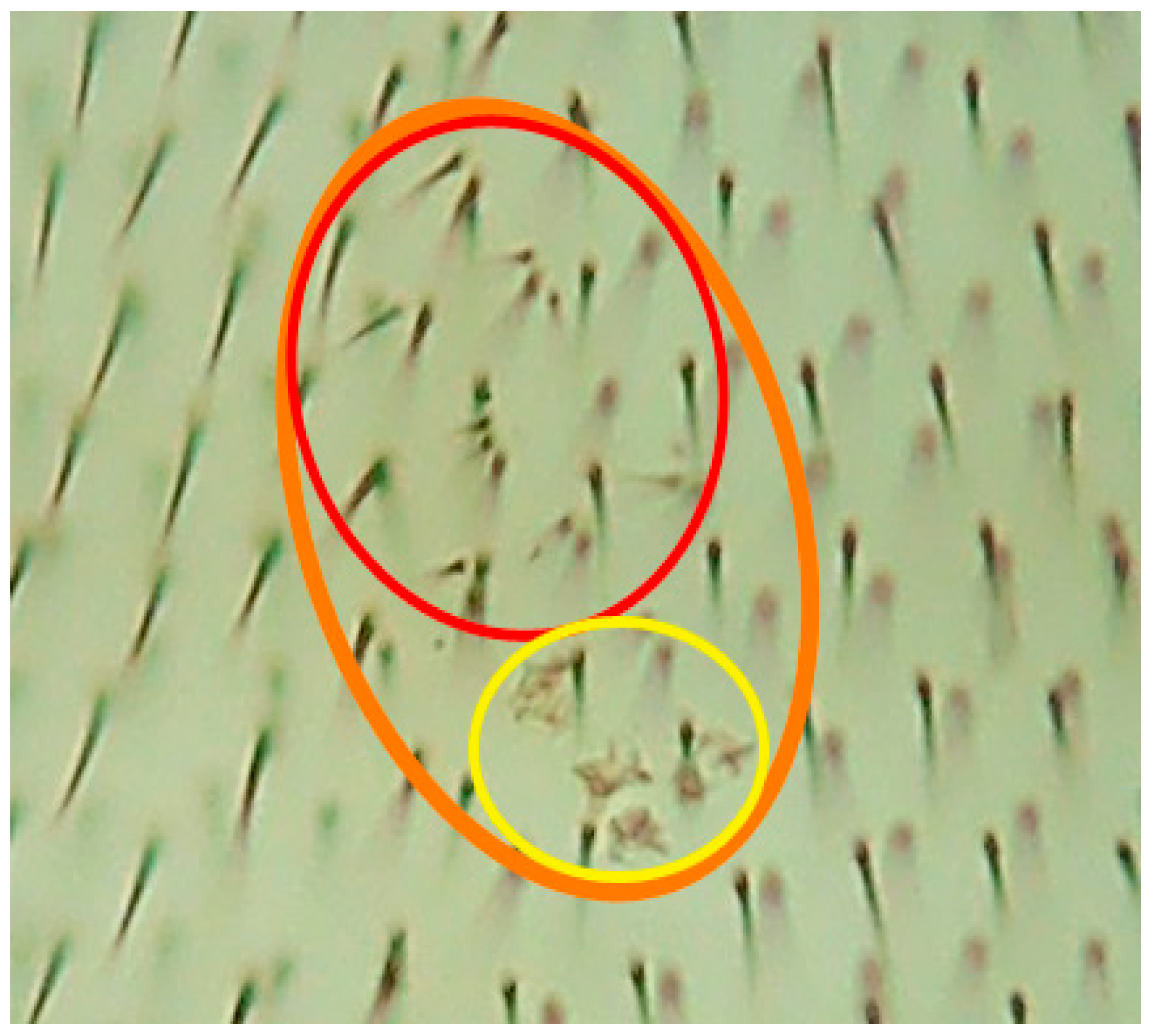 In Vivo and In Vitro Assays Evaluating the Biological