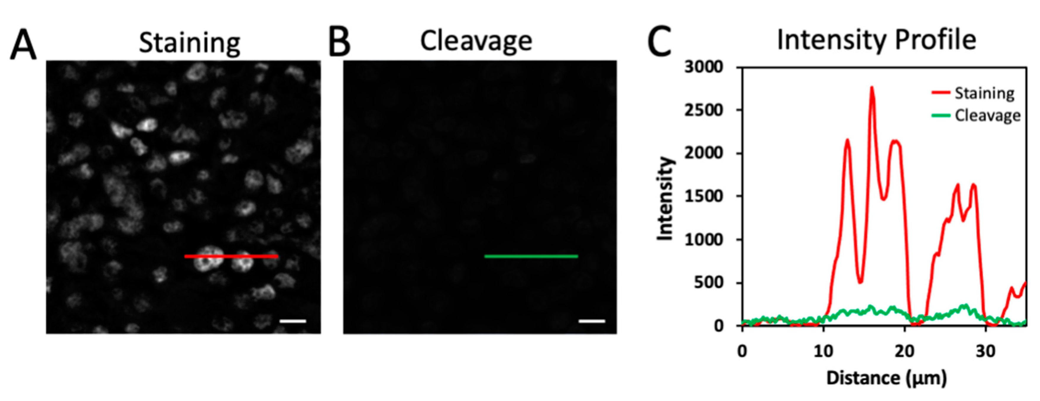 Molecules 26 02206 g002