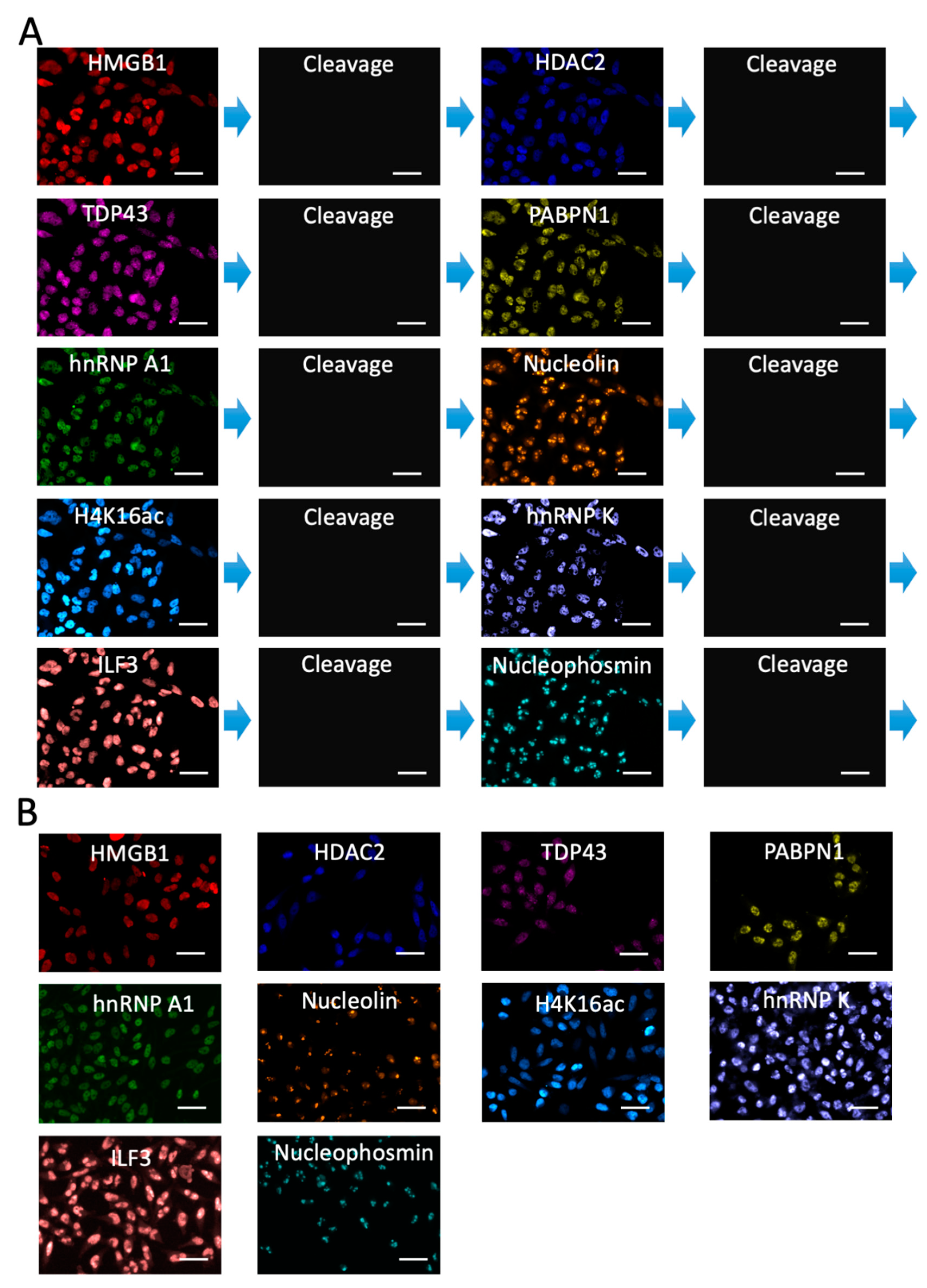Molecules 26 02206 g005