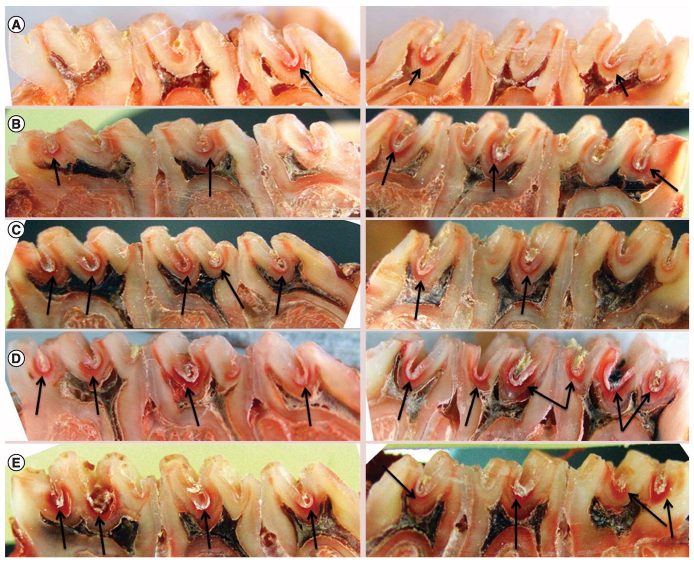 Molecules 26 02229 g004