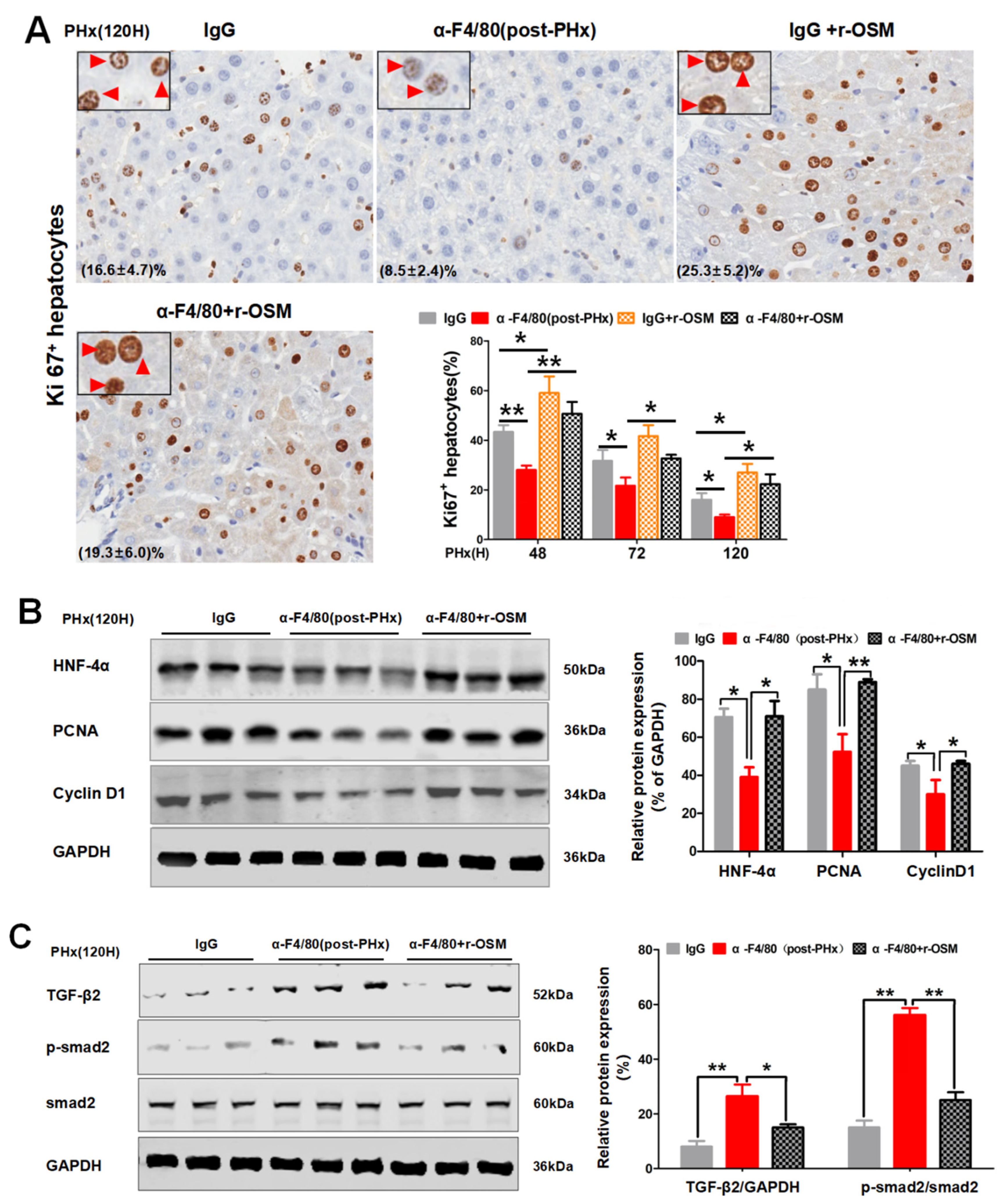 Molecules 26 02231 g010 Molecules 26 02231 g010