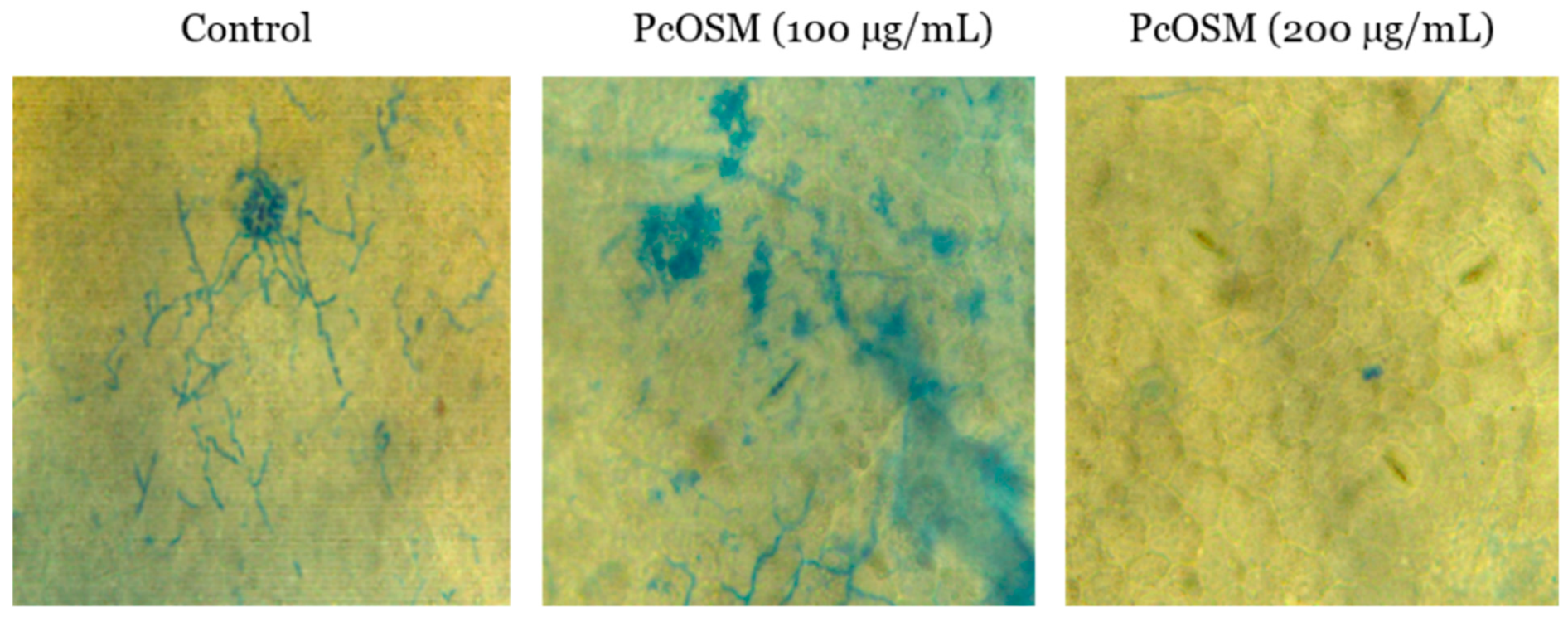 Molecules 26 02239 g002 Molecules 26 02239 g002
