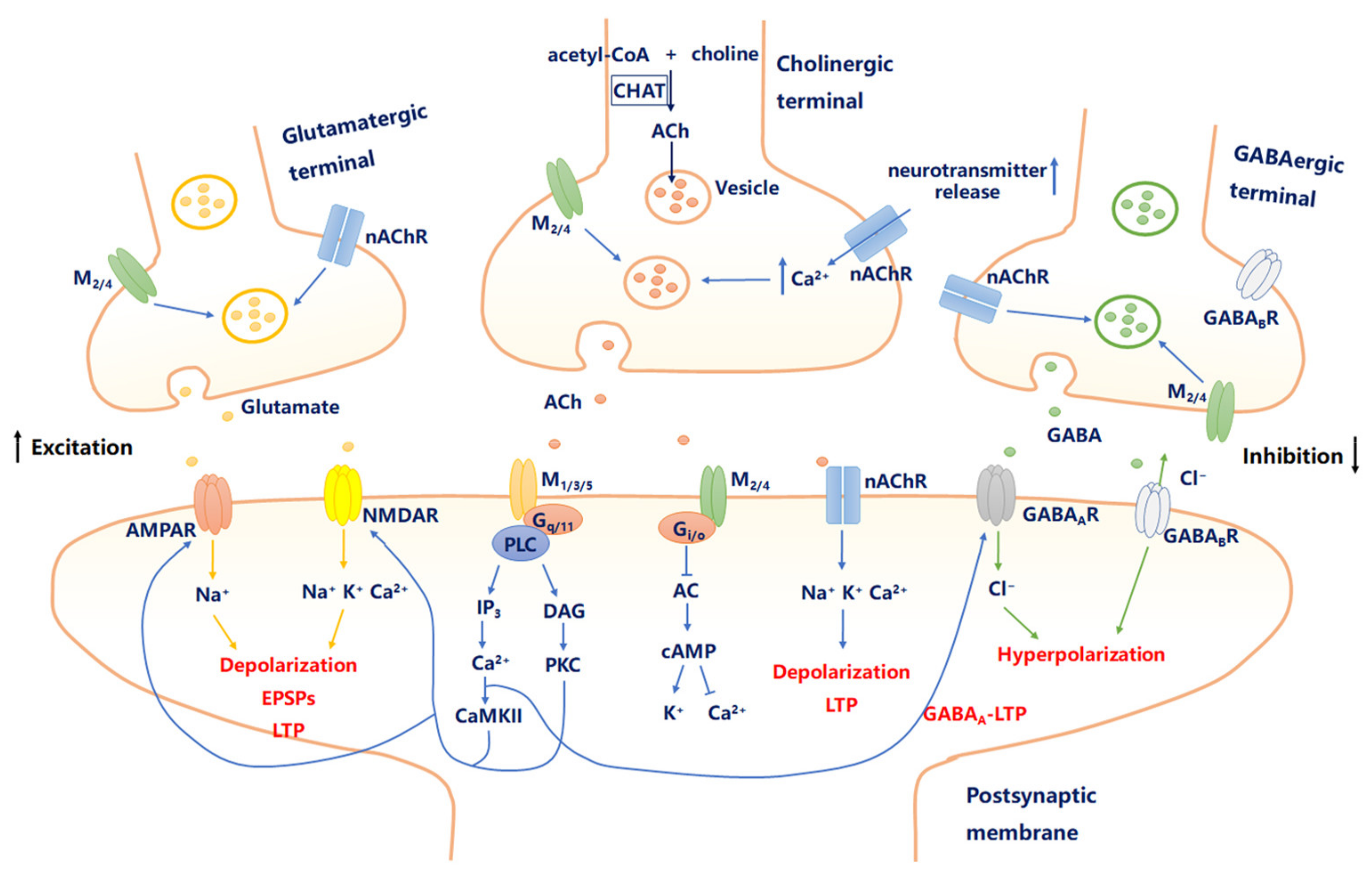Circuit Diagram Neuronal Activity Acetyl Choline