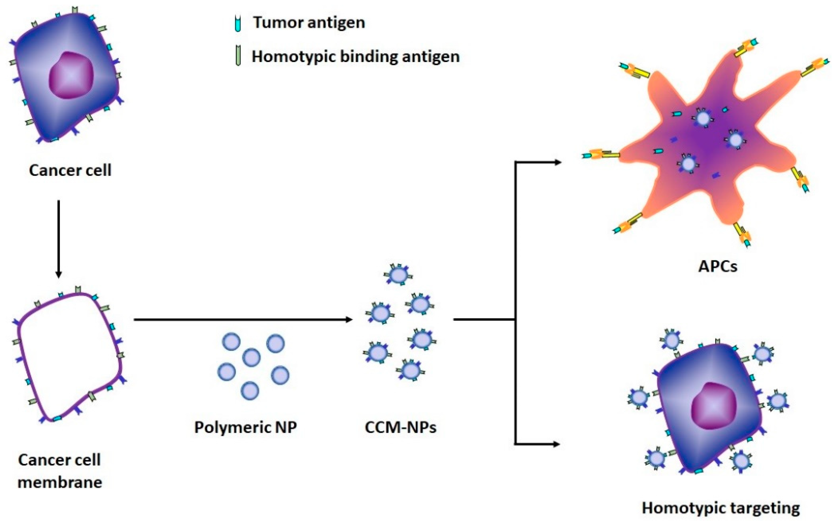 Membrane Oxidation in Cell Delivery and Cell Killing Applications