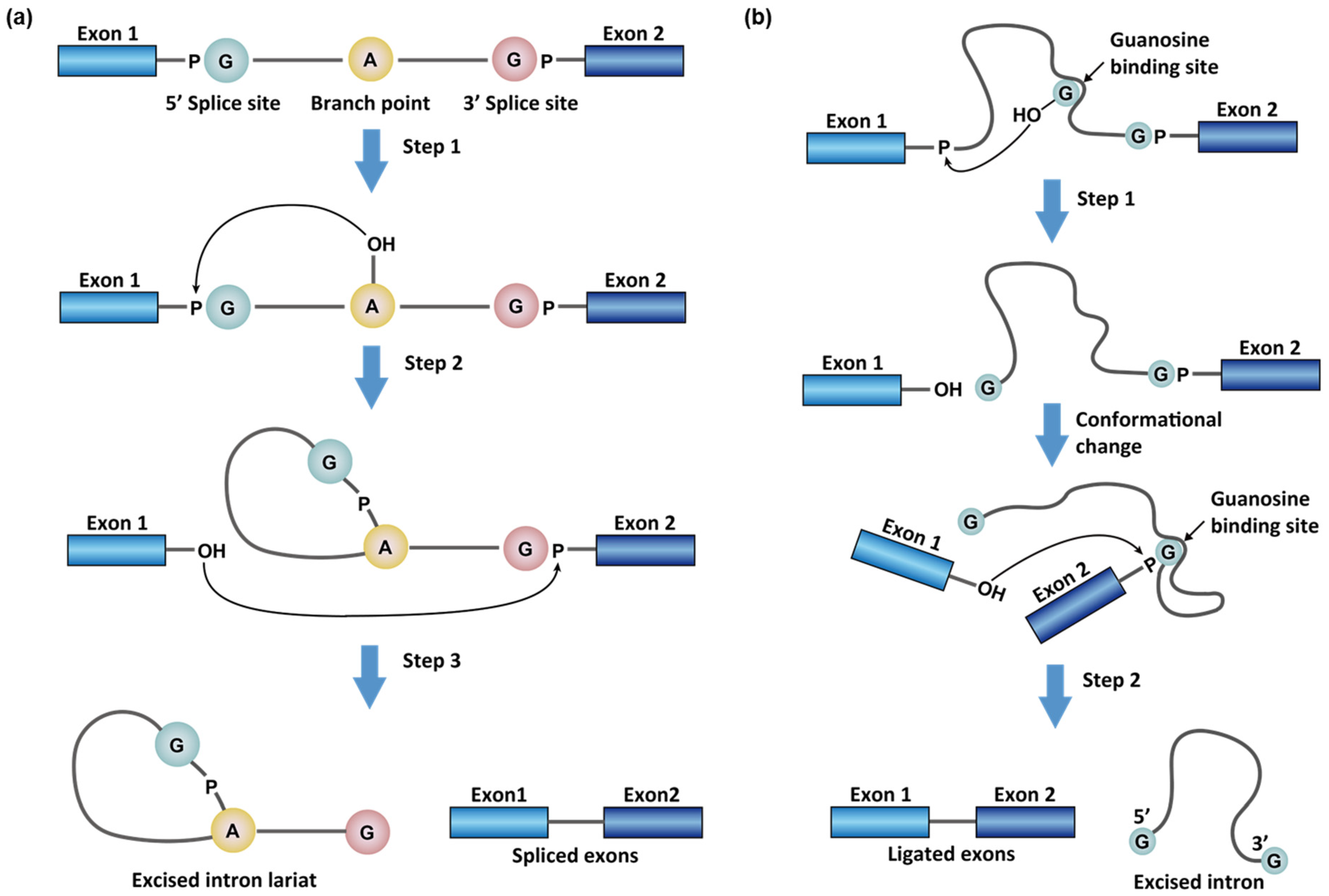 Mechanisms of recursive splicing