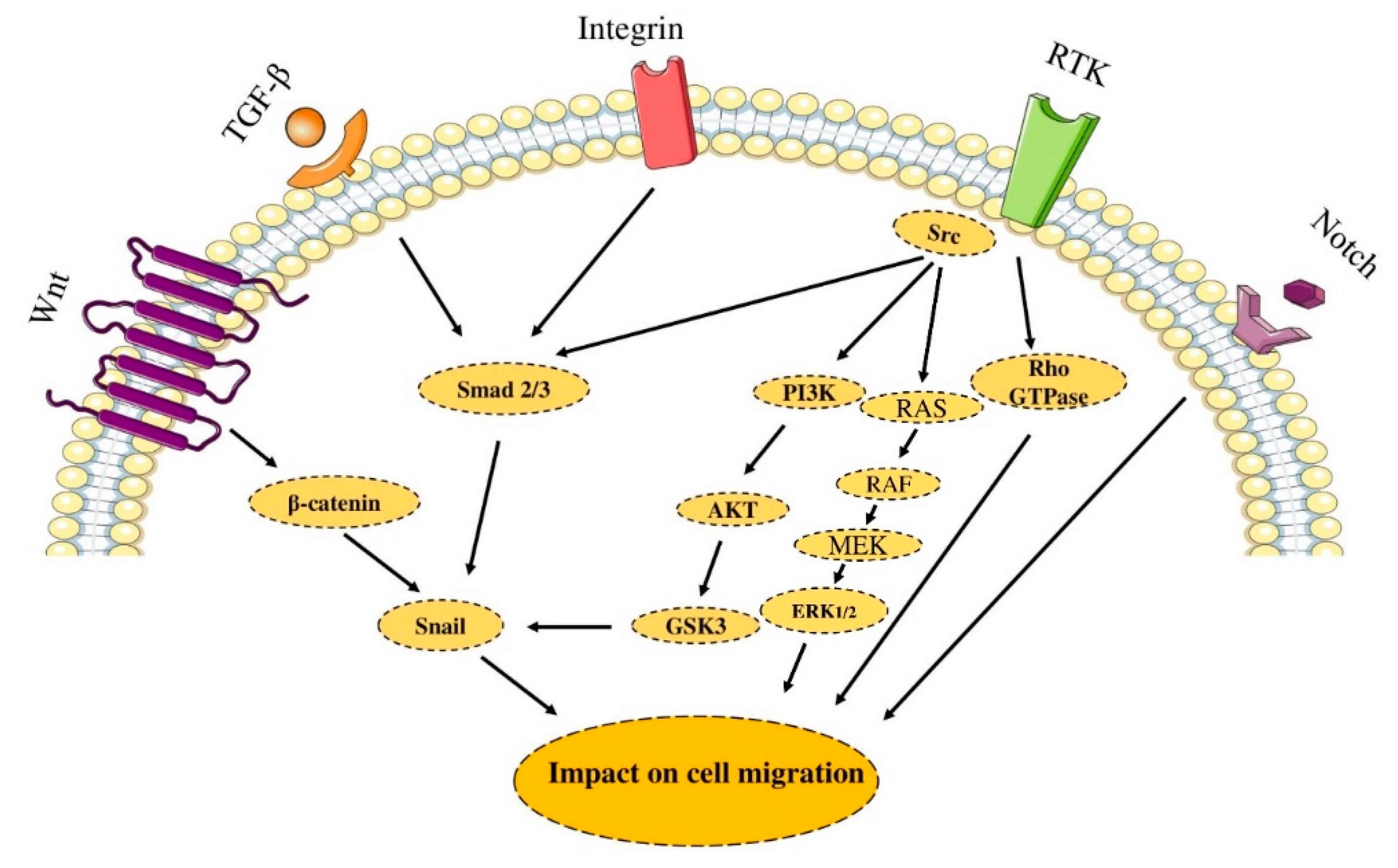 Molecules Free Full Text From Oncogenic Signaling Pathways To Single Cell Sequencing Of Immune Cells Changing The Landscape Of Cancer Immunotherapy Html Molecules Free Full Text From Oncogenic Signaling Pathways To Single Cell Sequencing Of Immune Cells Changing The Landscape Of Cancer Immunotherapy Html
