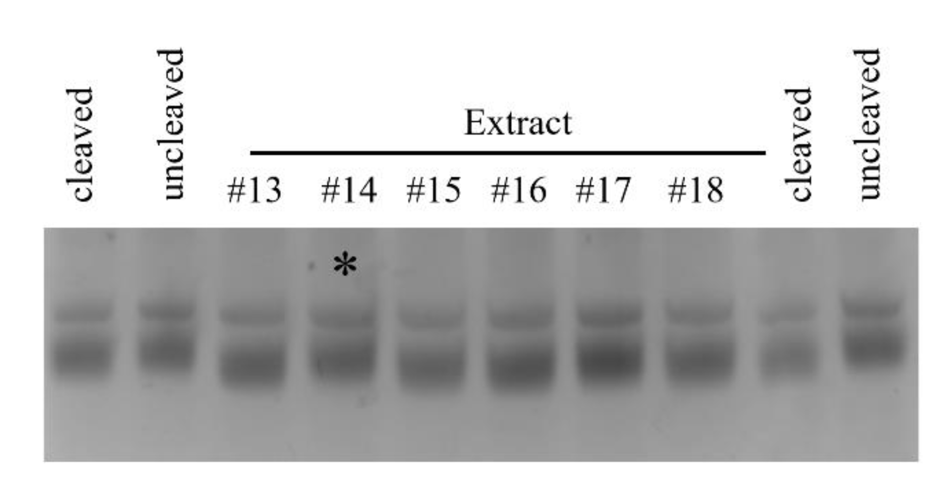 Molecules 26 02281 g005 Molecules 26 02281 g005