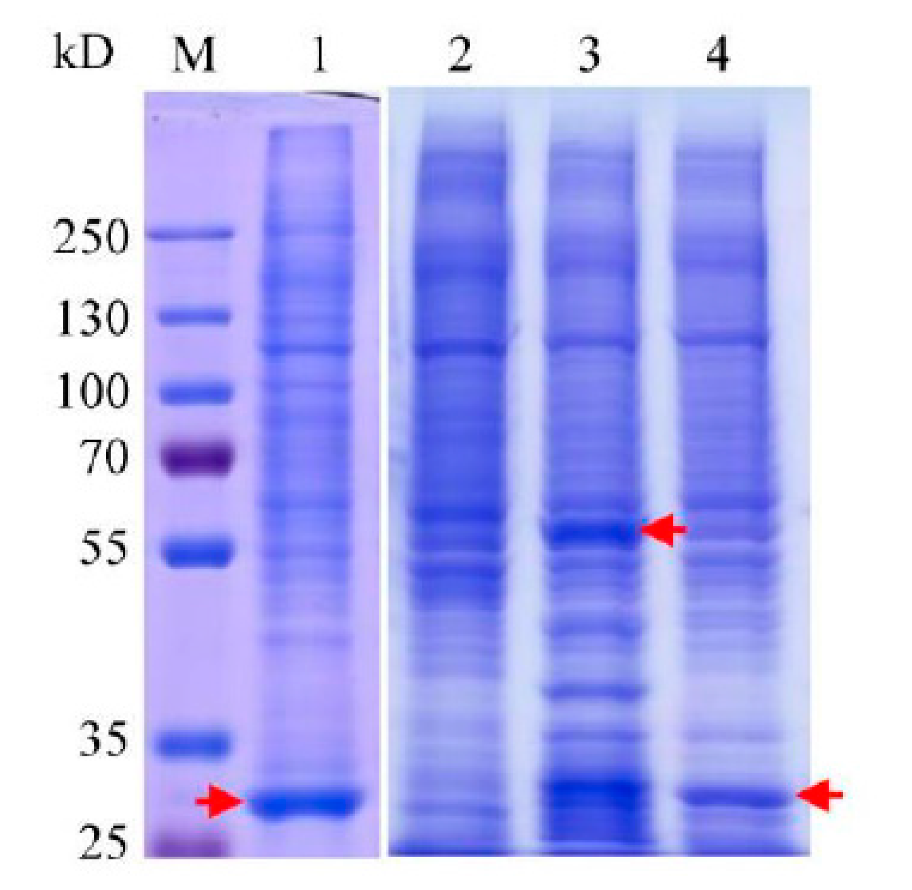 Molecules 26 02308 g004 Molecules 26 02308 g004