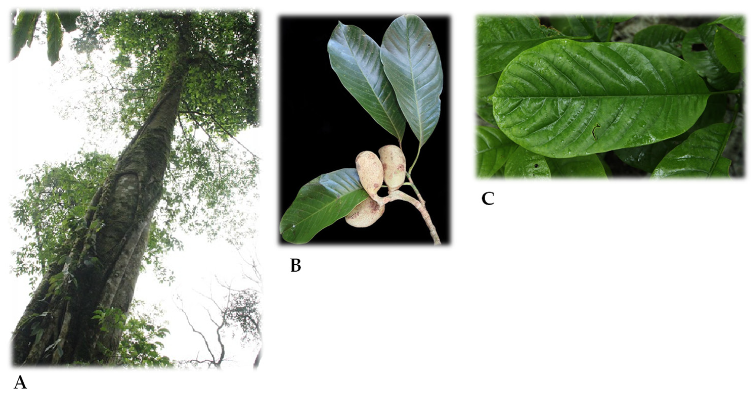 Molecules 26 02311 g001 Molecules 26 02311 g001