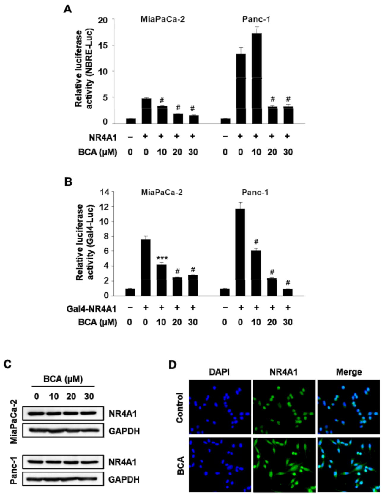 Molecules Free Full Text Broussochalcone A Is A Novel Inhibitor Of The Orphan Nuclear Receptor Nr4a1 And Induces Apoptosis In Pancreatic Cancer Cells Html