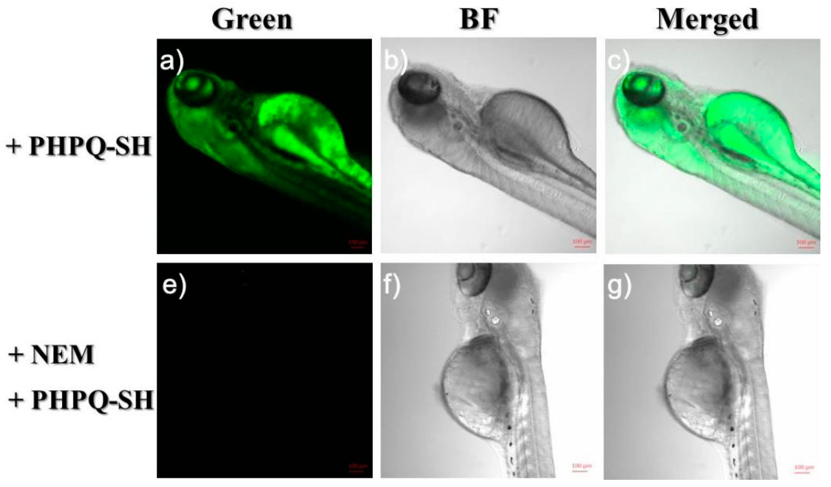 Molecules 26 02337 g012 Molecules 26 02337 g012