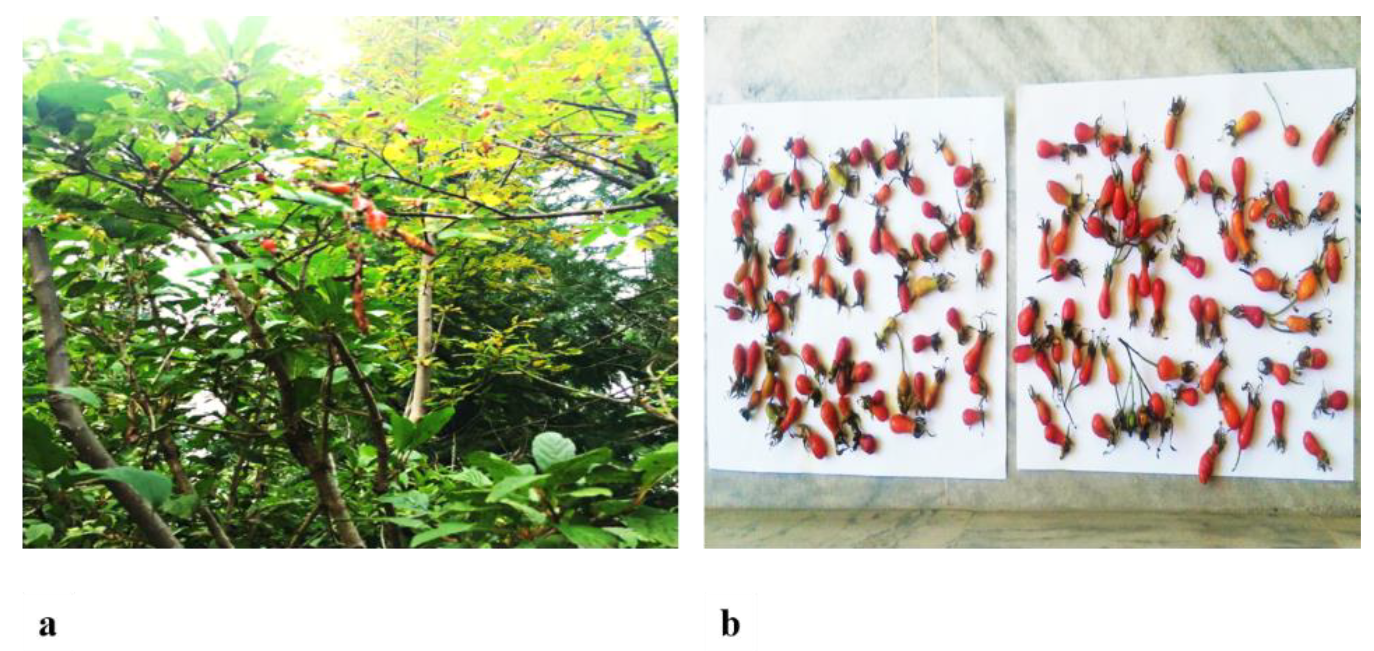 Molecules 26 02347 g011