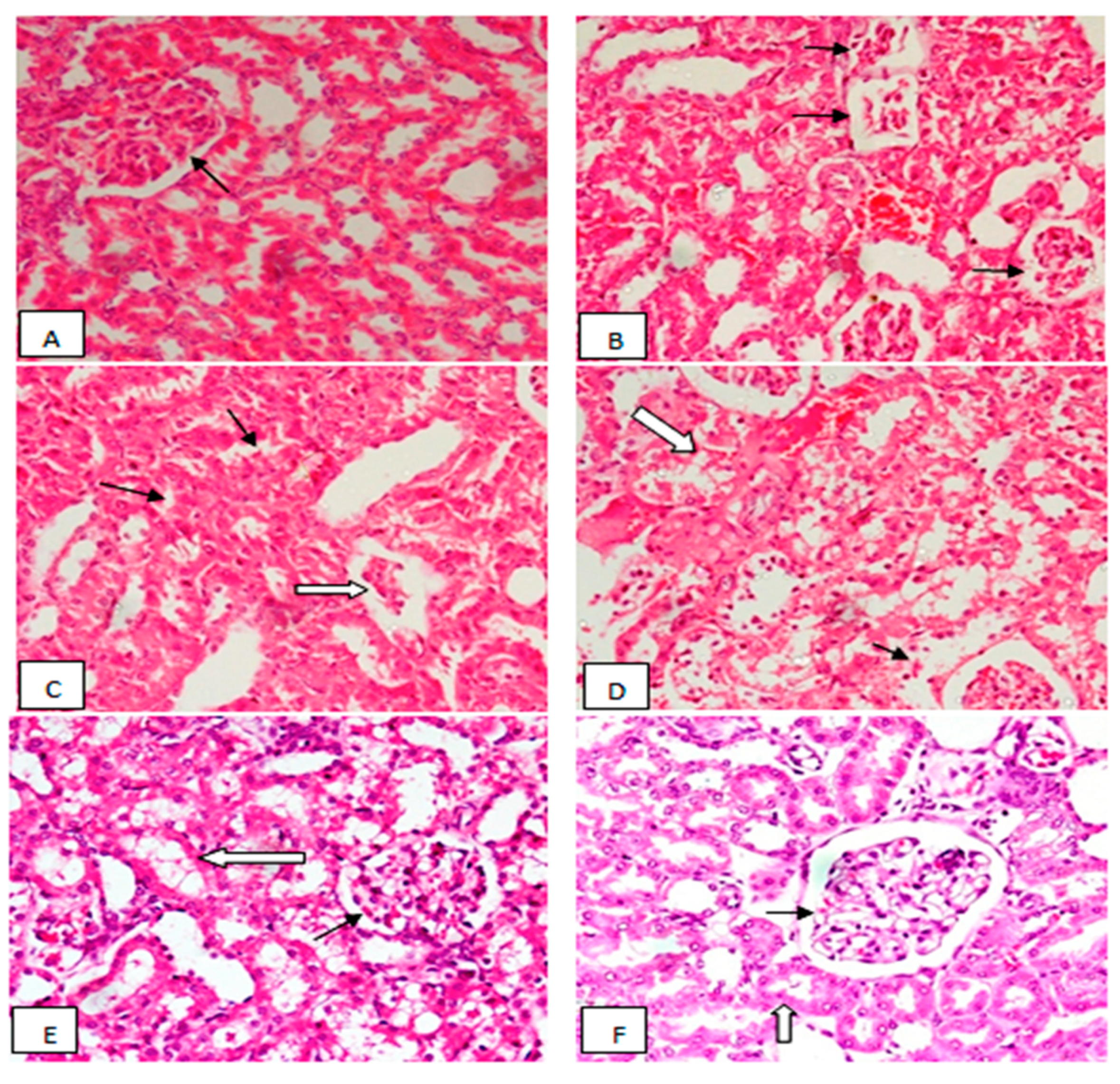 Molecules 26 02370 g002 Molecules 26 02370 g002