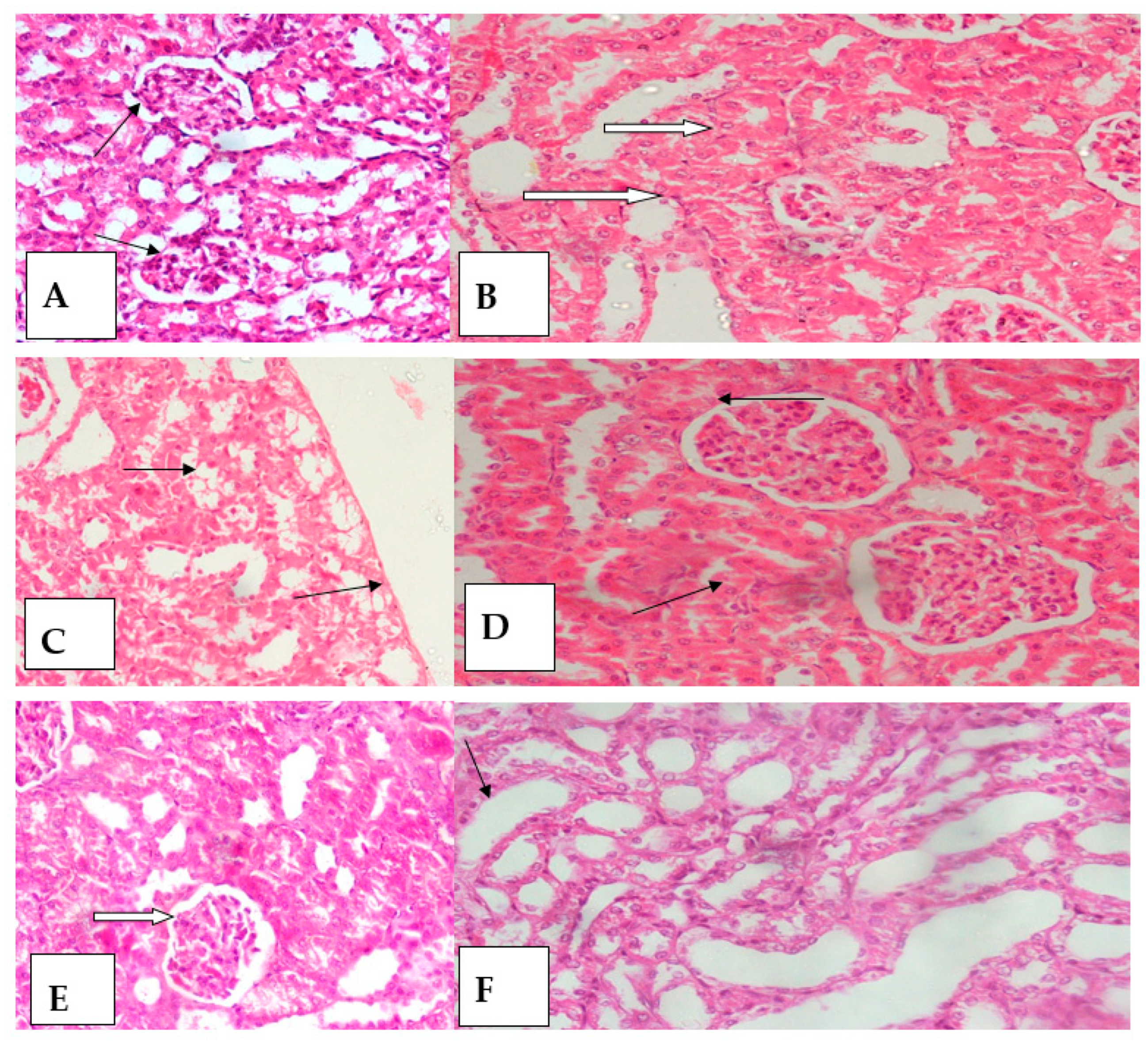 Molecules 26 02370 g003 Molecules 26 02370 g003