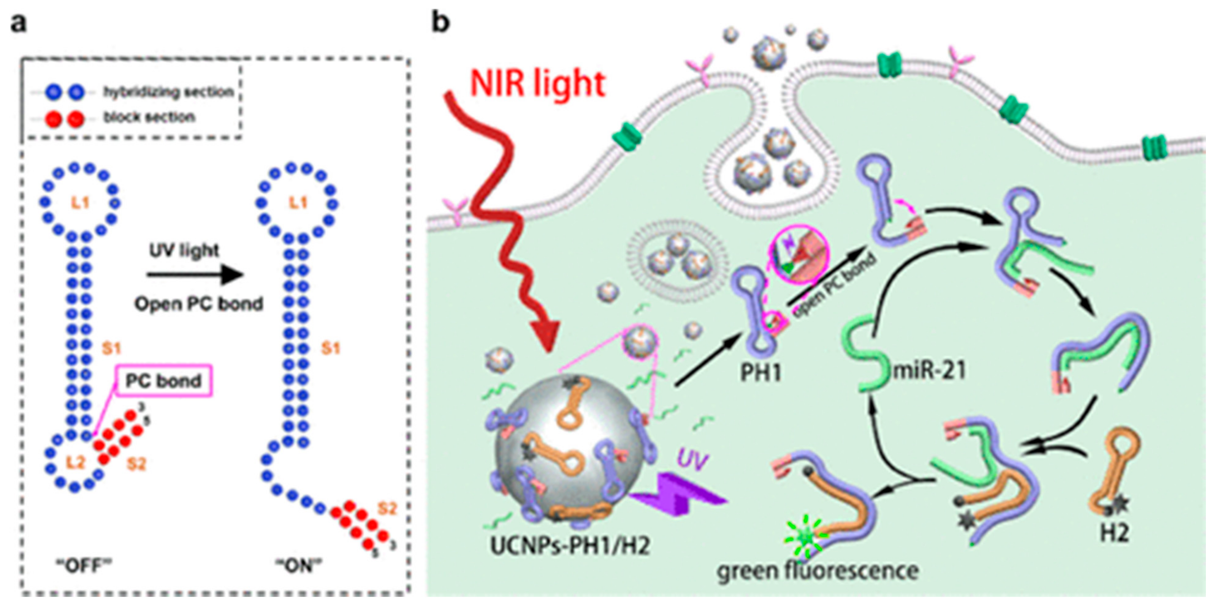 Molecules 26 02380 g010
