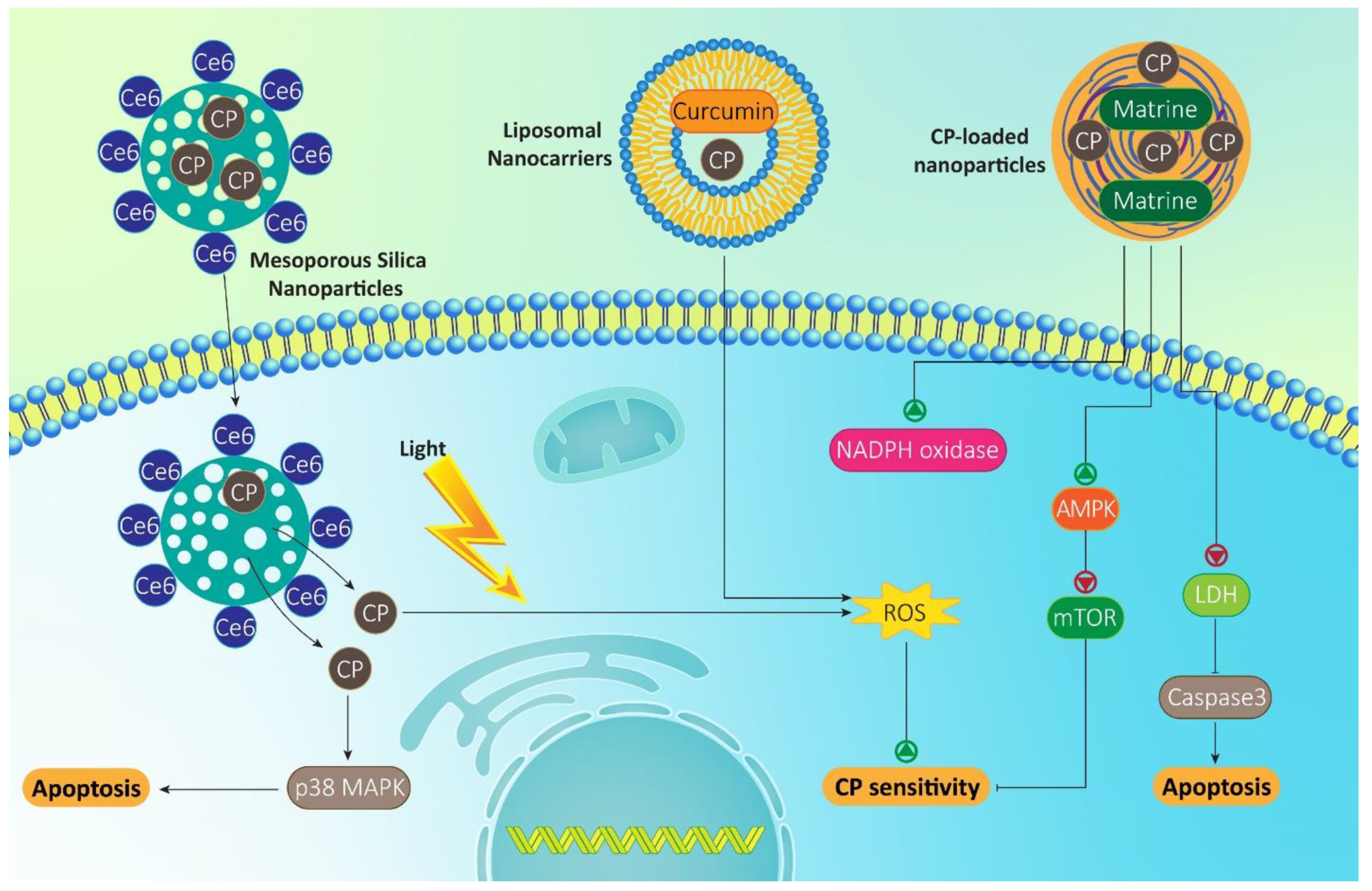 Molecules 26 02382 g004