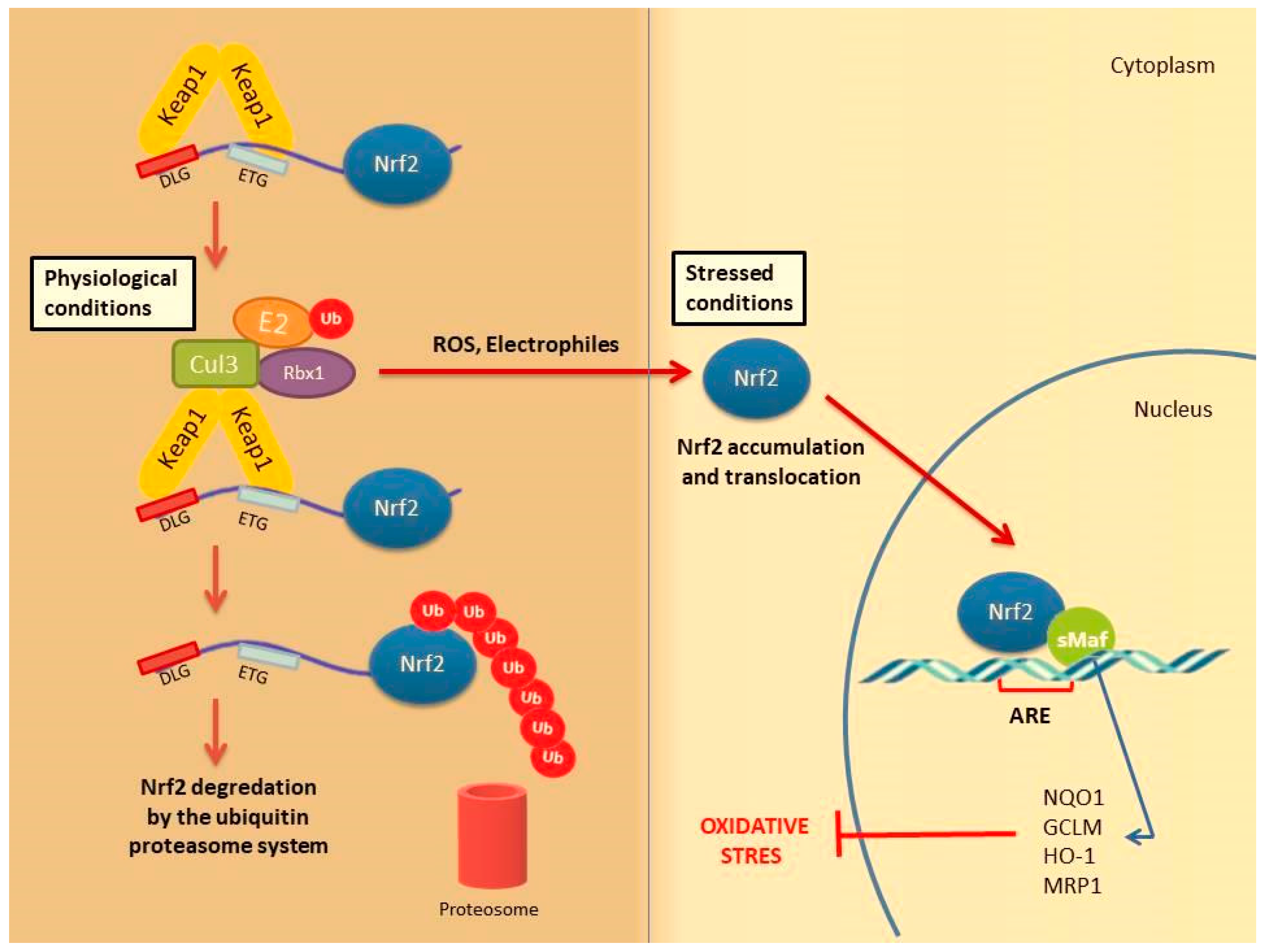 Molecules 26 02424 g002 Molecules 26 02424 g002
