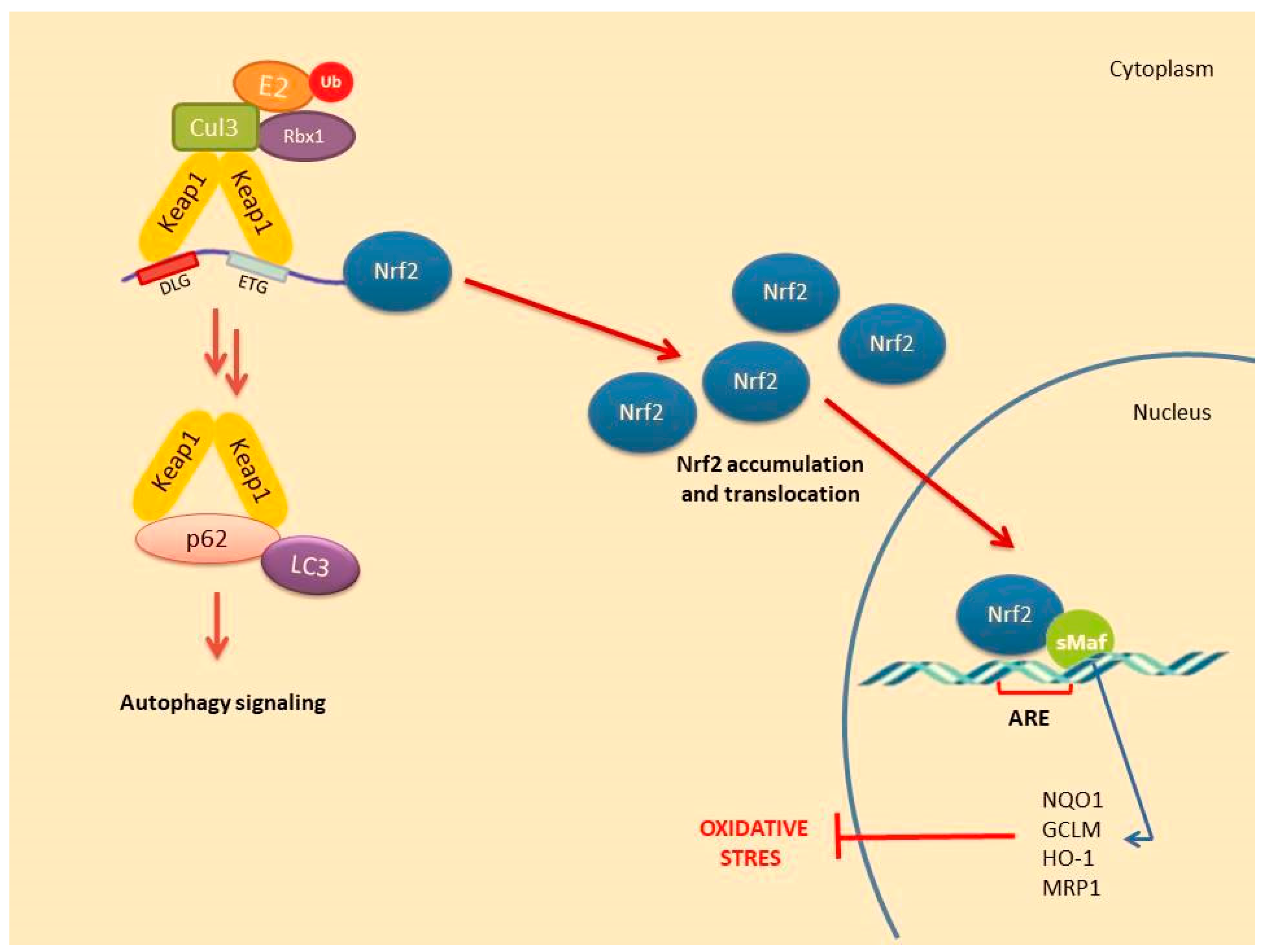 Molecules 26 02424 g003 Molecules 26 02424 g003
