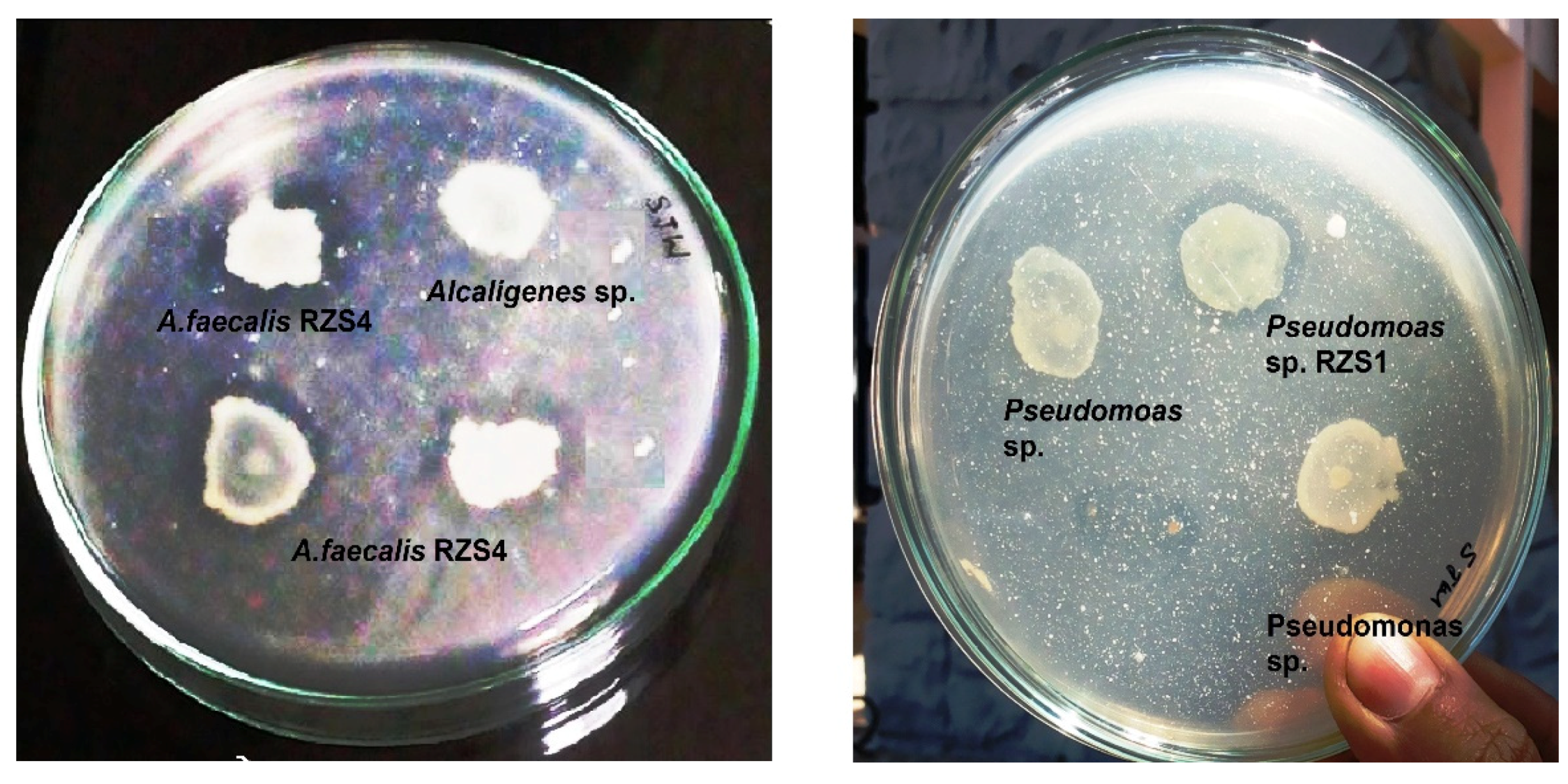 Molecules 26 02443 g007 Molecules 26 02443 g007