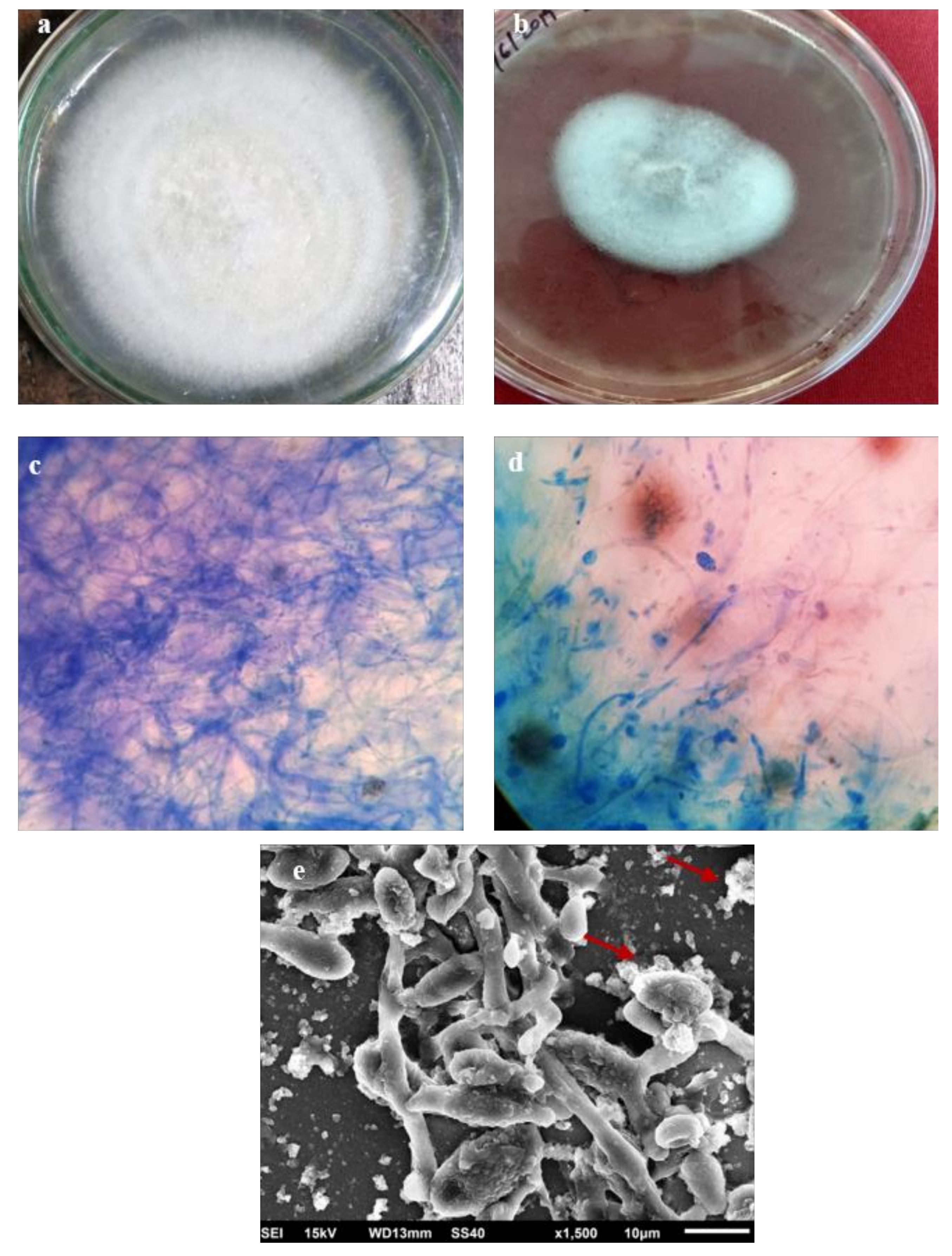 Molecules 26 02462 g006