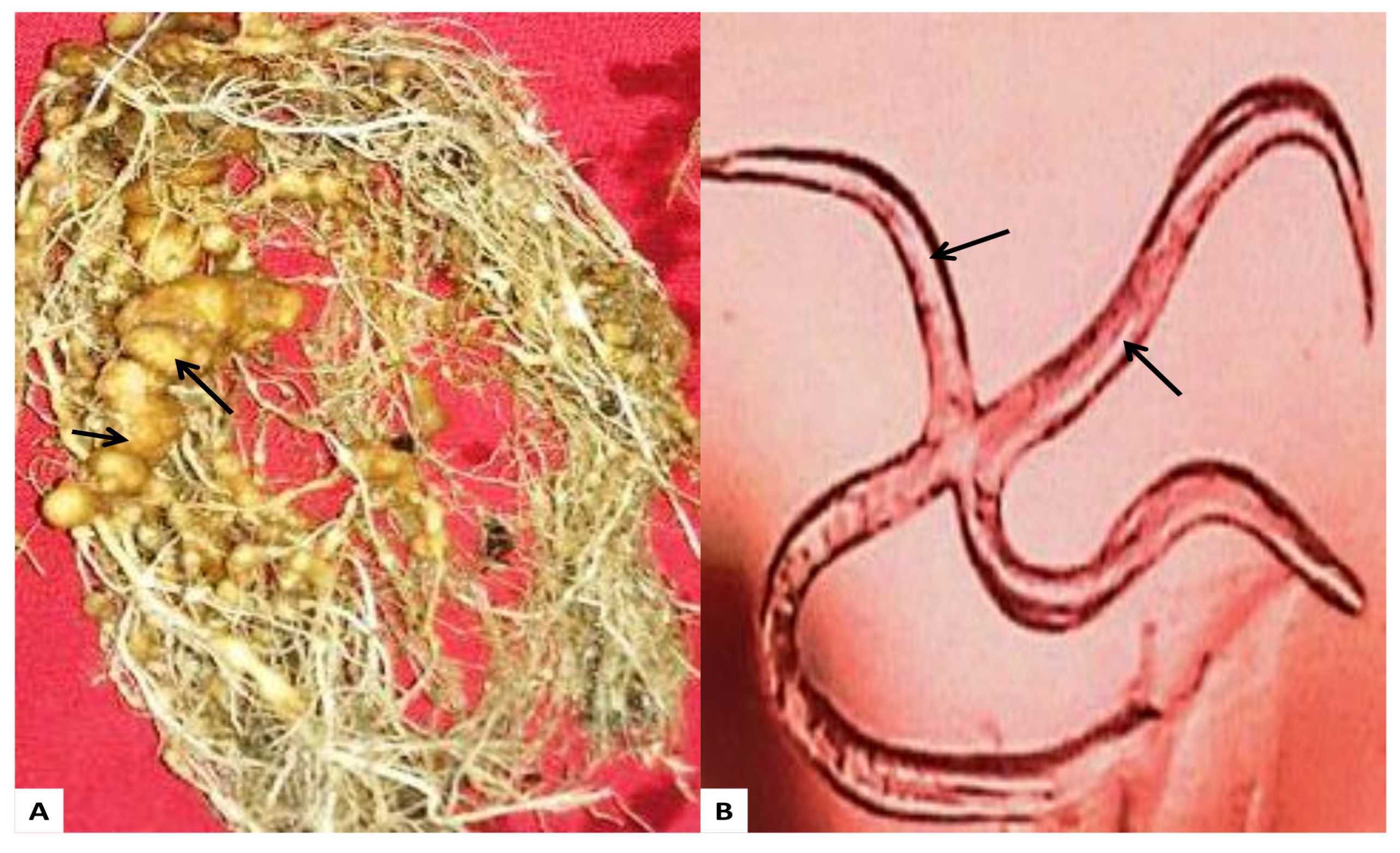 Molecules 26 02462 g007