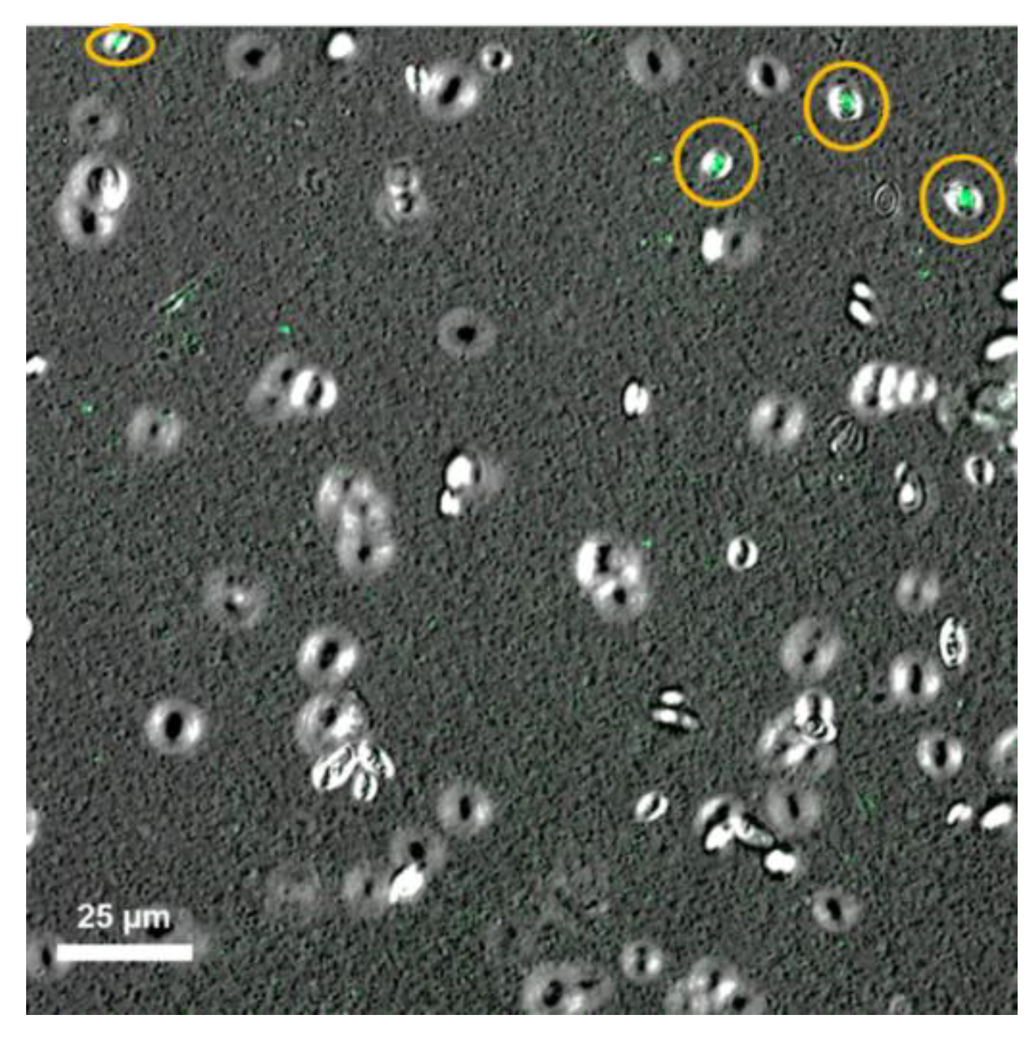 Molecules 26 02478 g002