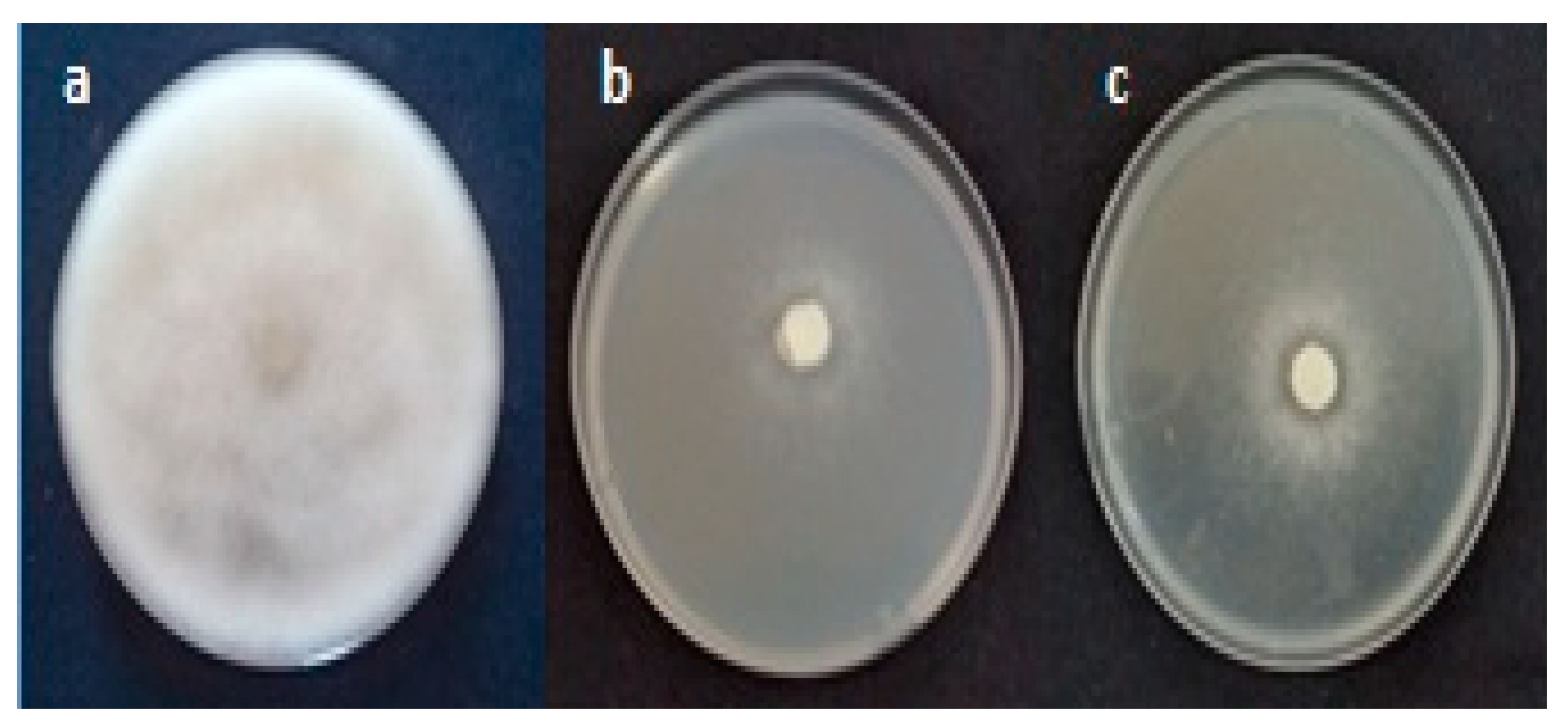 Molecules 26 02479 g004 Molecules 26 02479 g004
