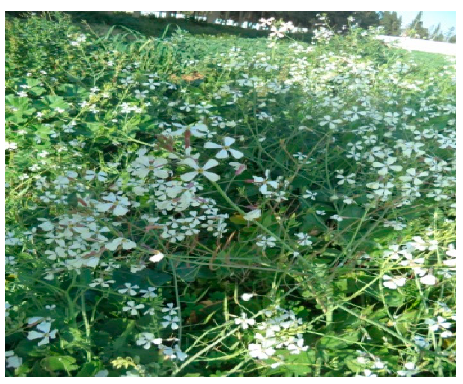 Molecules 26 02479 g005 Molecules 26 02479 g005