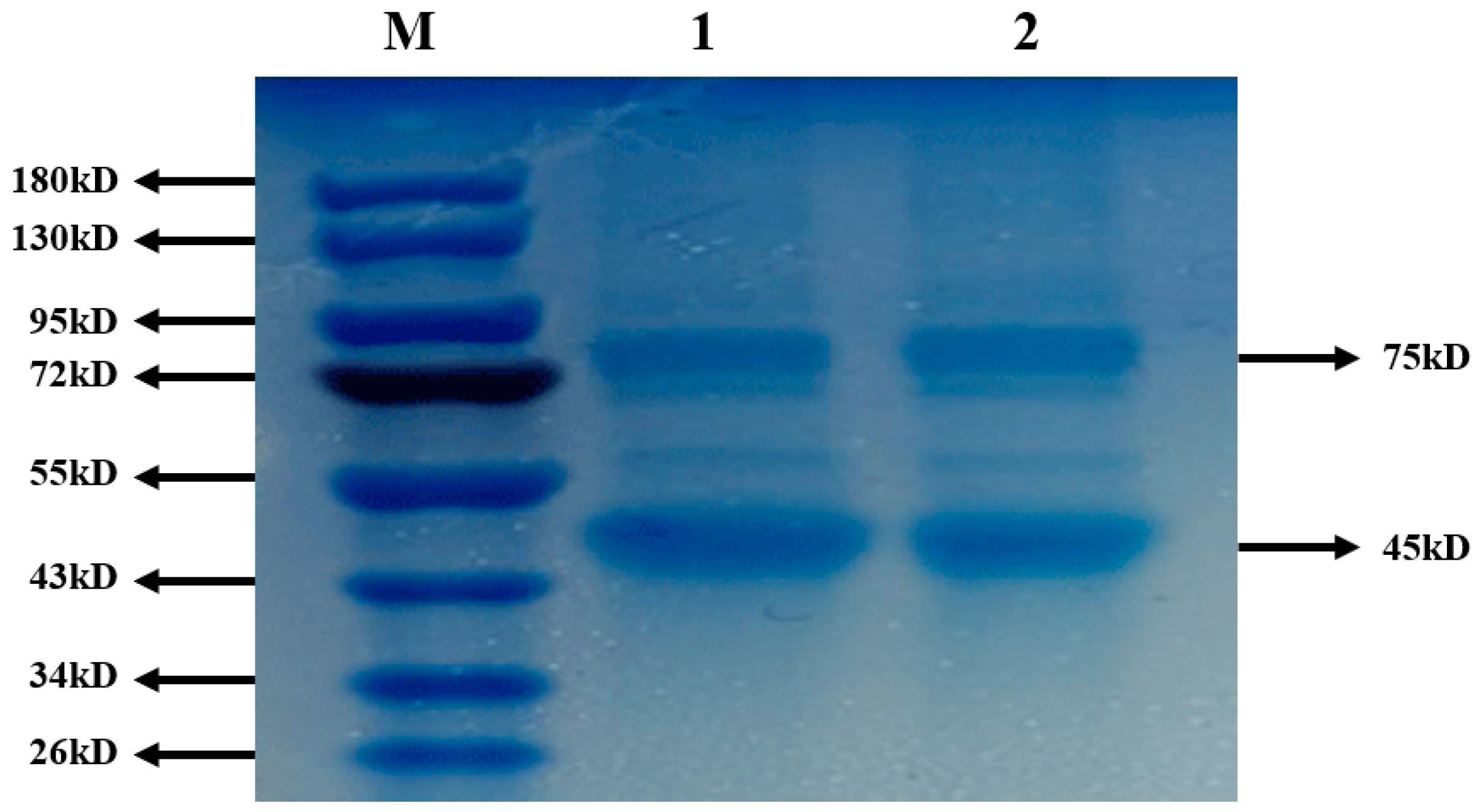 Molecules 26 02490 g007