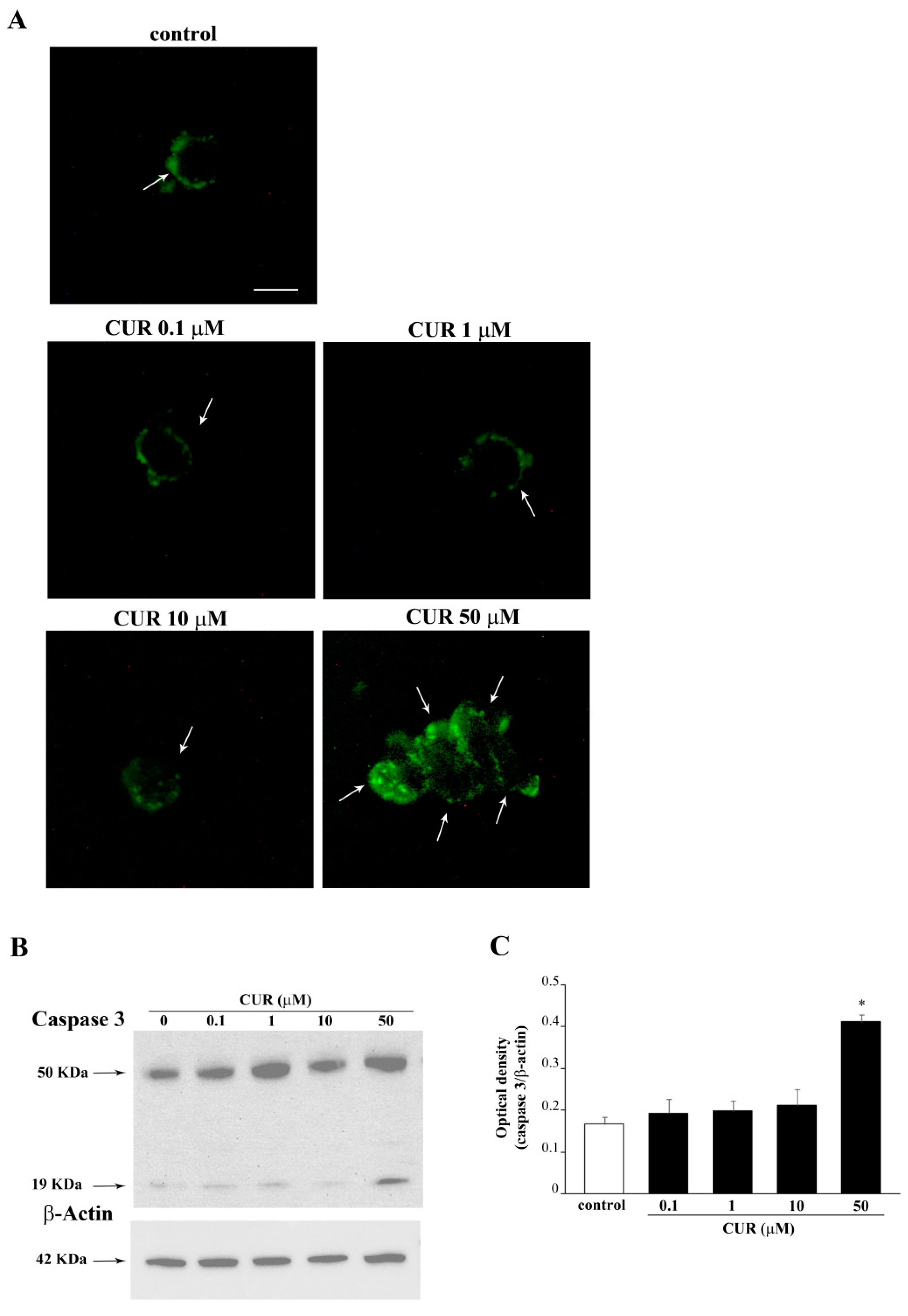 Molecules 26 02493 g004 Molecules 26 02493 g004