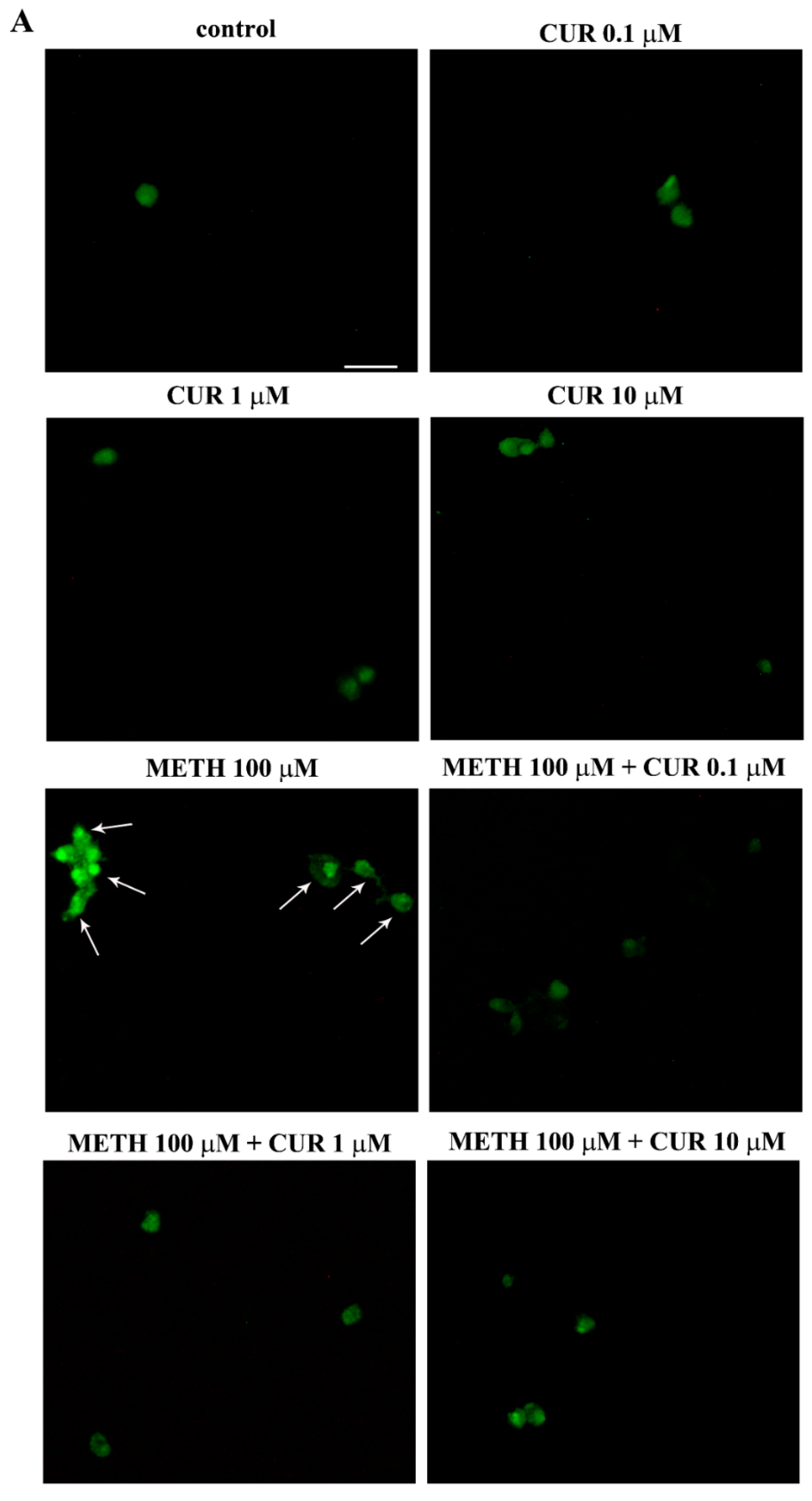 Molecules 26 02493 g011a Molecules 26 02493 g011a