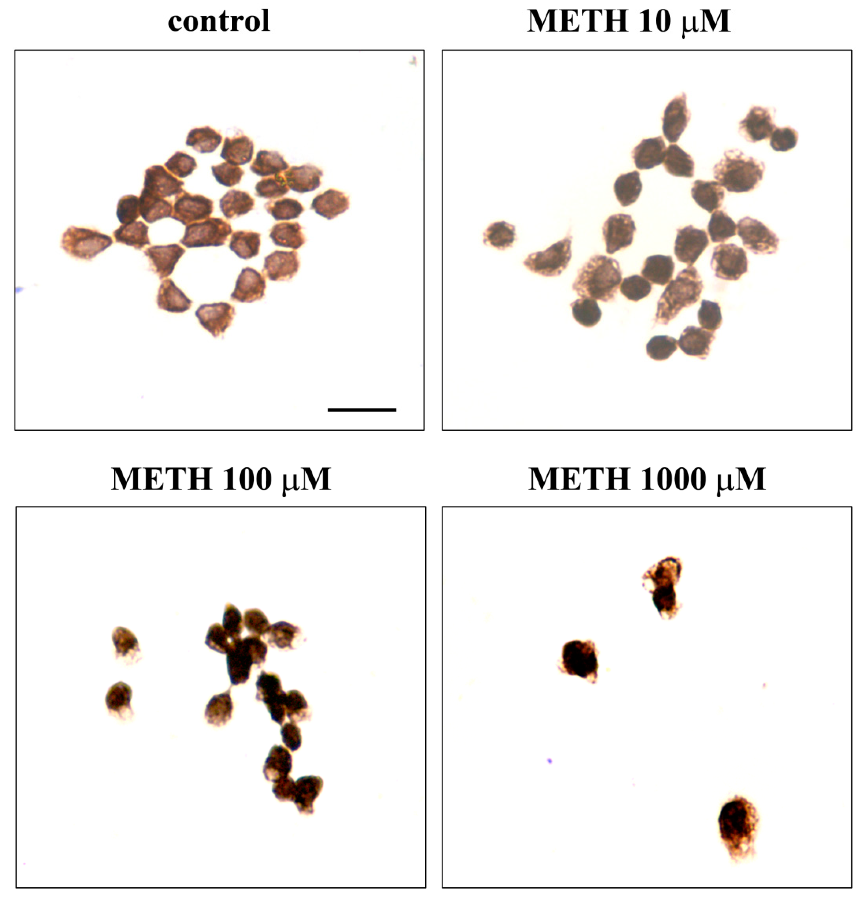 Molecules 26 02493 g013 Molecules 26 02493 g013