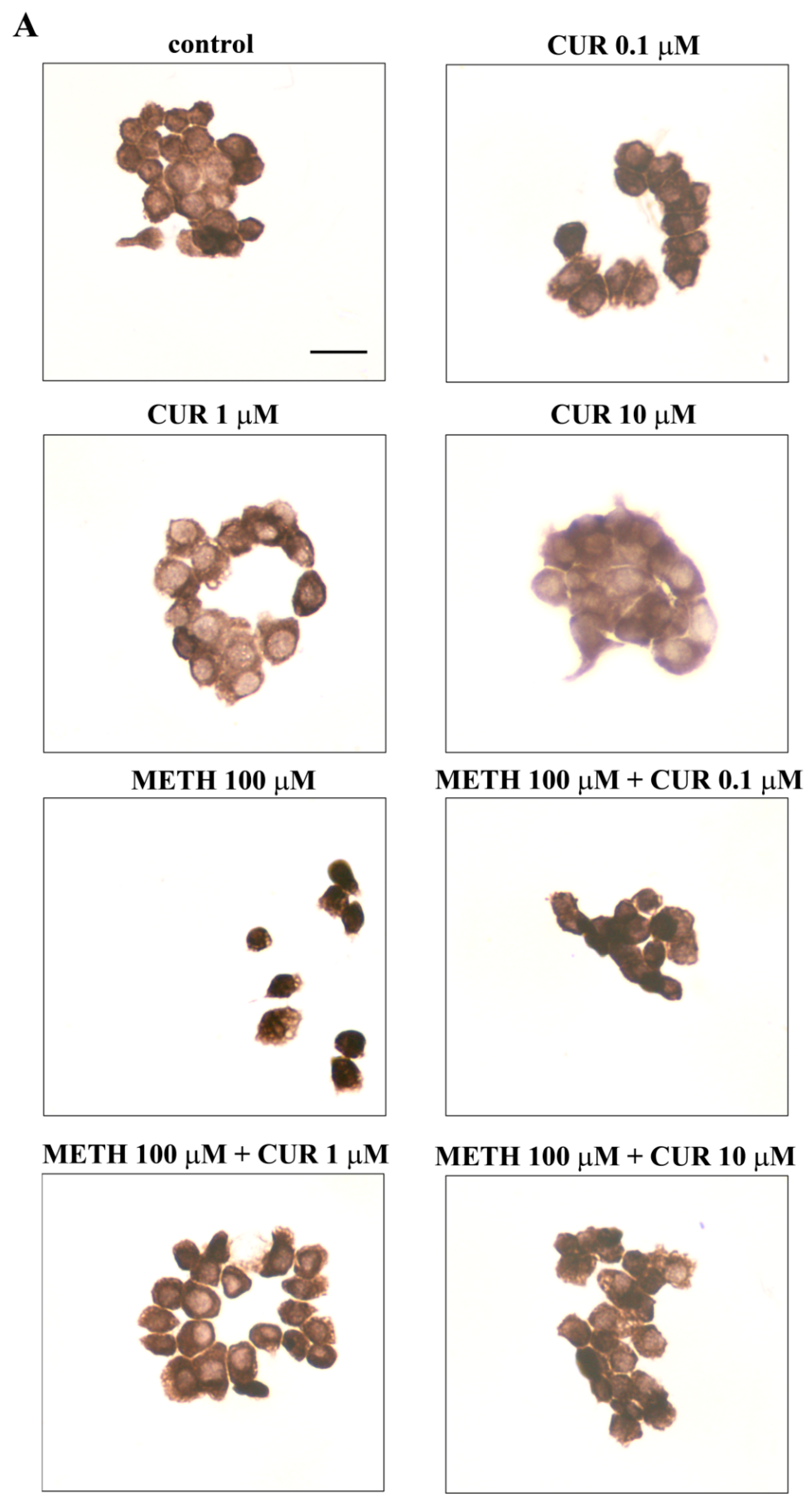 Molecules 26 02493 g014a Molecules 26 02493 g014a