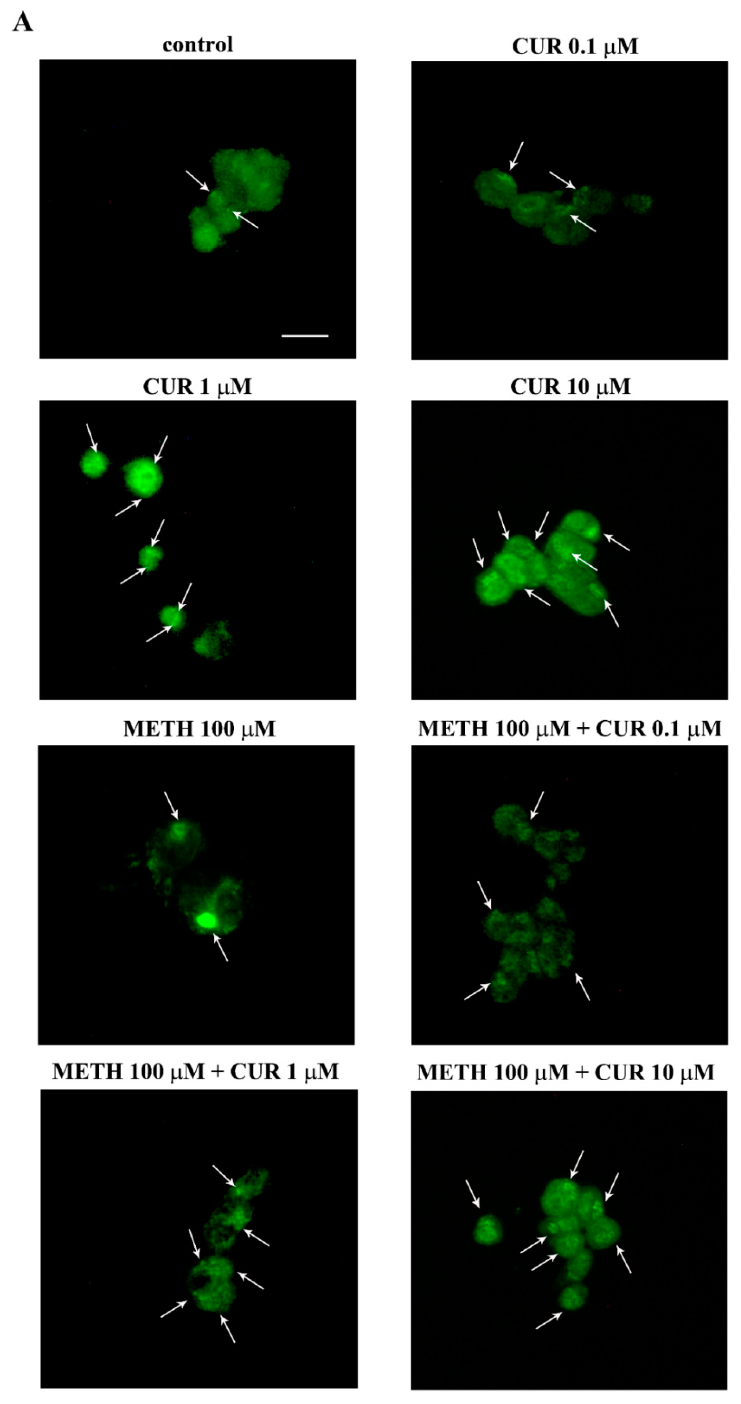 Molecules 26 02493 g016a Molecules 26 02493 g016a