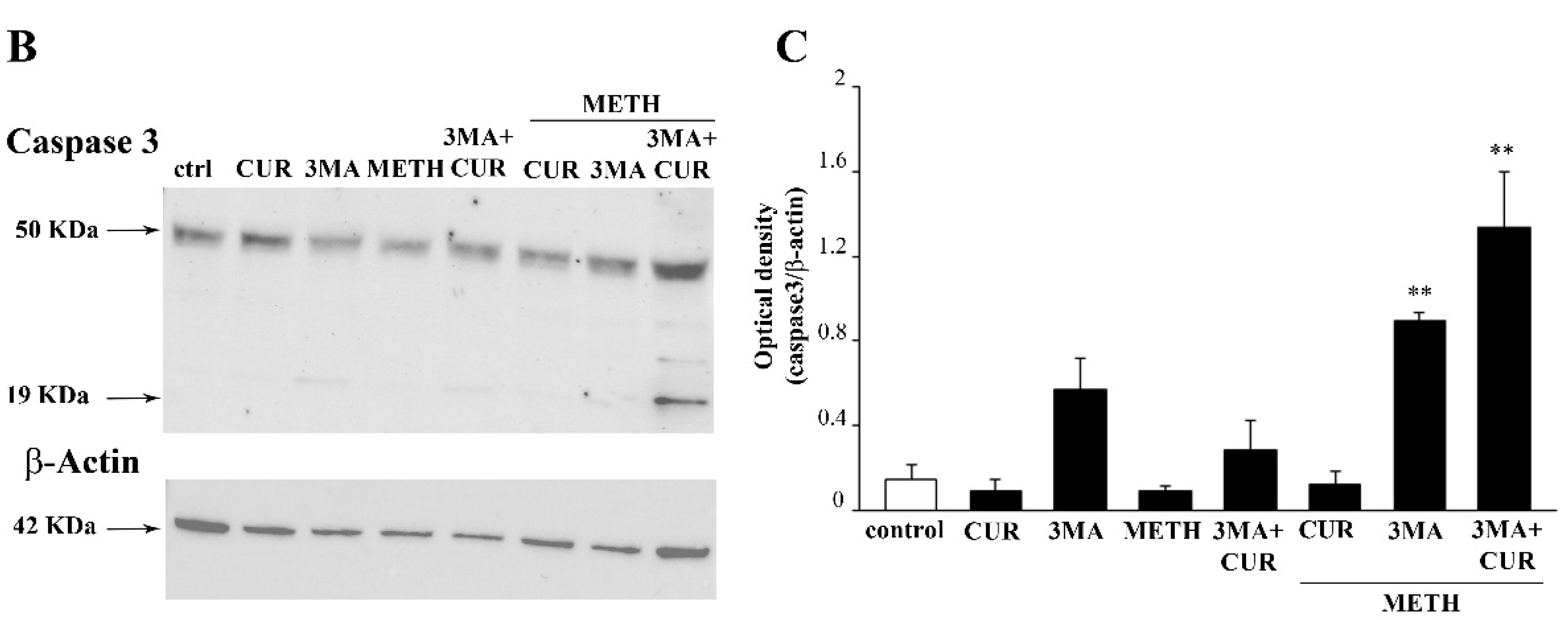Molecules 26 02493 g018b Molecules 26 02493 g018b