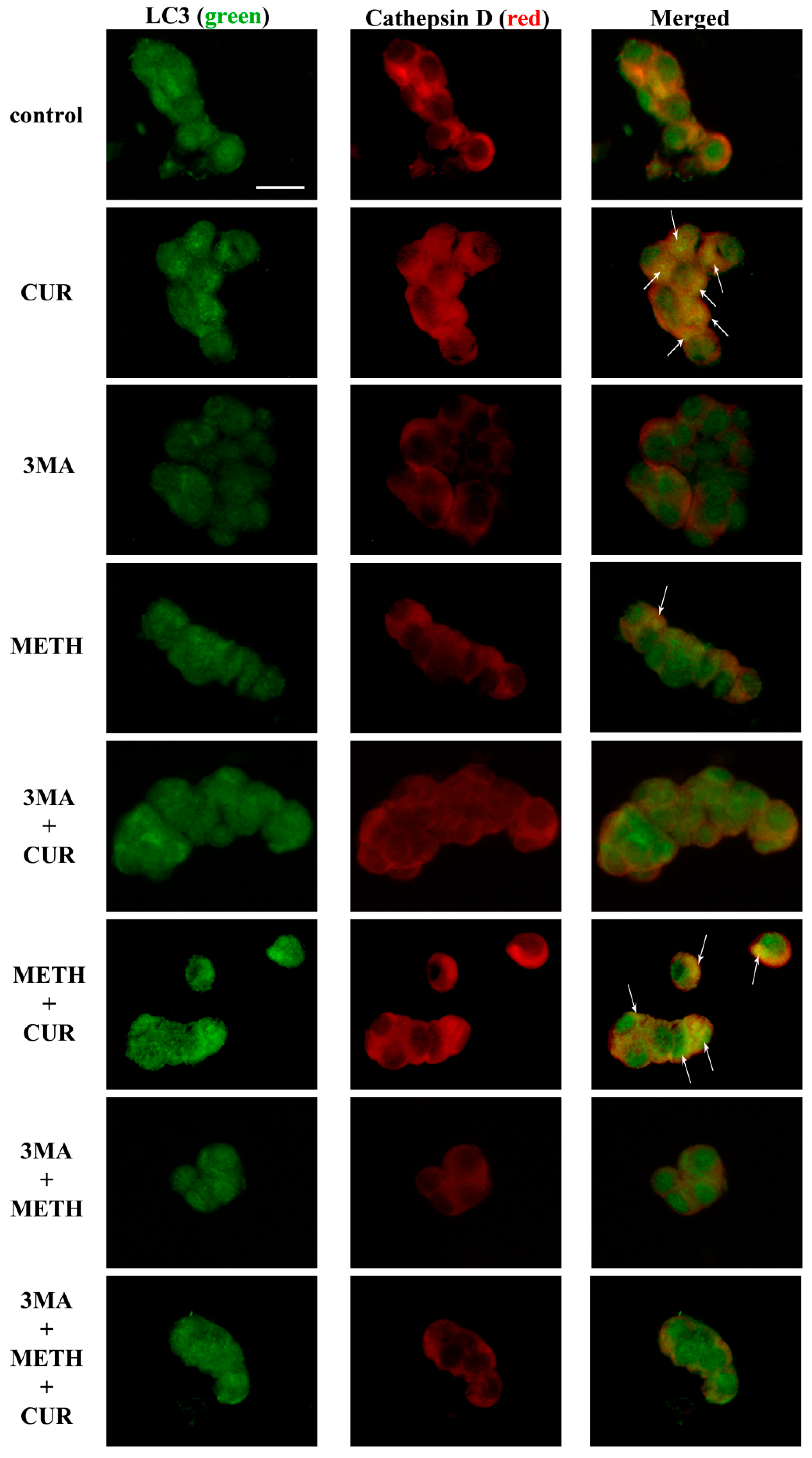 Molecules 26 02493 g021 Molecules 26 02493 g021
